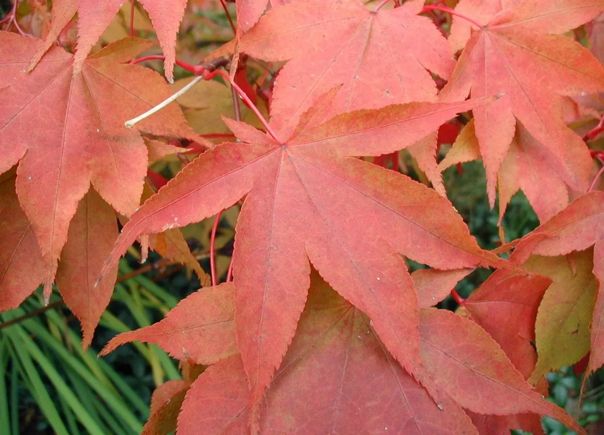 Osakazuki Japanese Maple (Acer Palmatum 'Osakazuki') — The Acer palmatum 'Osakazuki' is a celebrated Japanese Maple known for its vivid fall colors