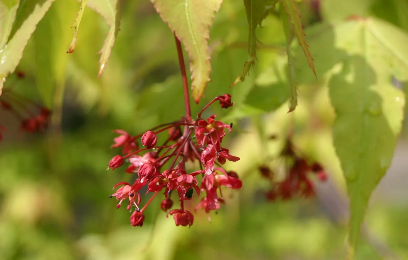 Osakazuki Japanese Maple (Acer Palmatum 'Osakazuki') — Acer palmatum 'Osakazuki' is hardy to USDA Zone 5 and demands regular watering