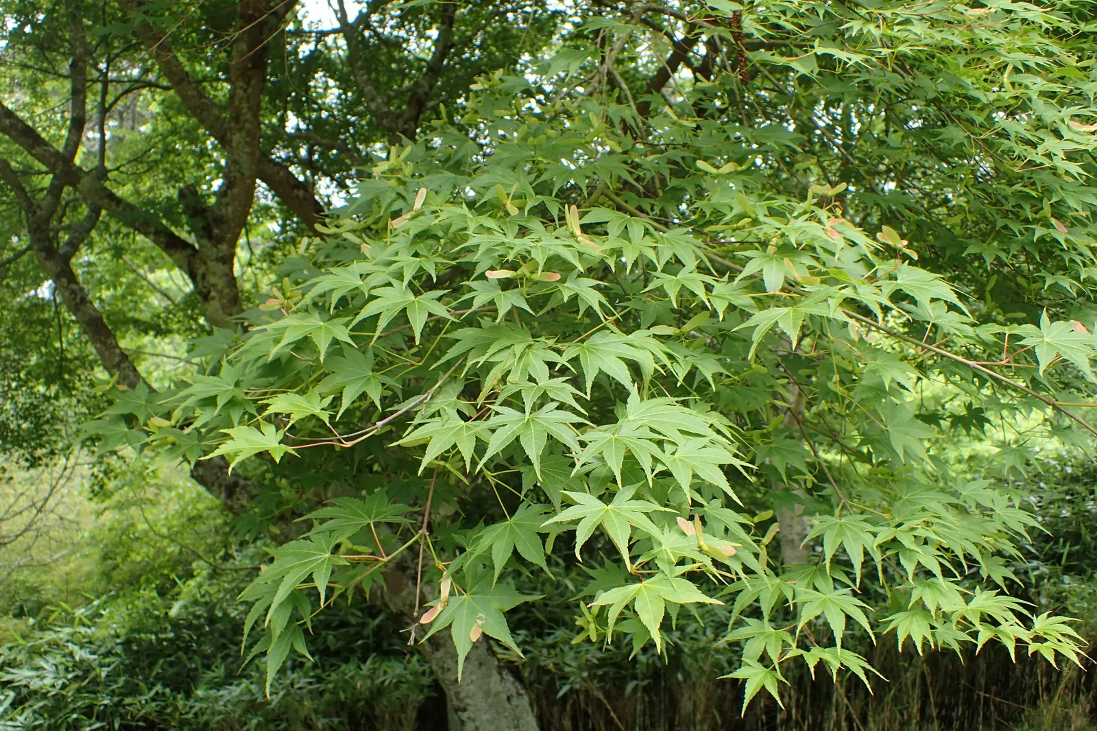 Osakazuki Japanese Maple (Acer Palmatum 'Osakazuki') — USDA Hardiness Zones: 5-8; the foliage emerges a fresh green in spring and maintains this vibrant hue
