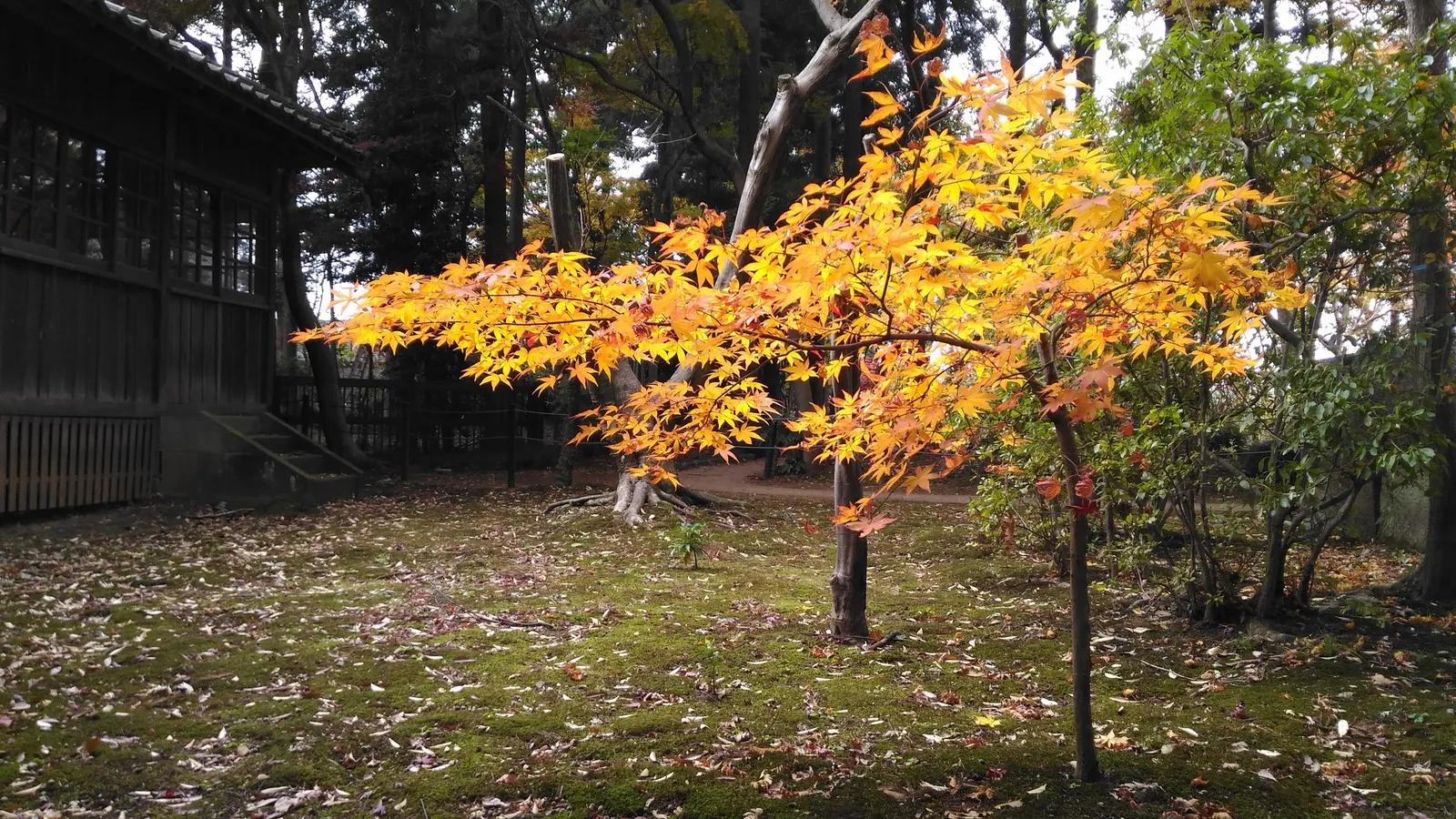 Osakazuki Japanese Maple (Acer Palmatum 'Osakazuki') — Ideal for focal points in gardens, it offers year-round interest with minimal maintenance