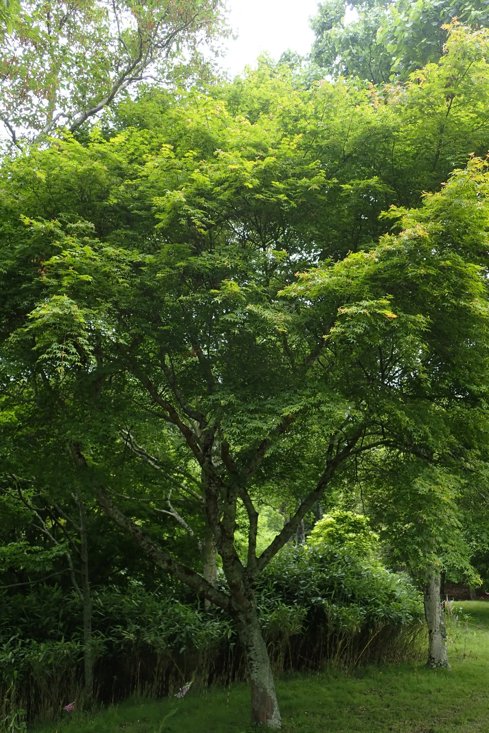 Osakazuki Japanese Maple (Acer Palmatum 'Osakazuki') — it is the autumn display that truly sets Osakazuki apart; the leaves metamorphose into a brilliant