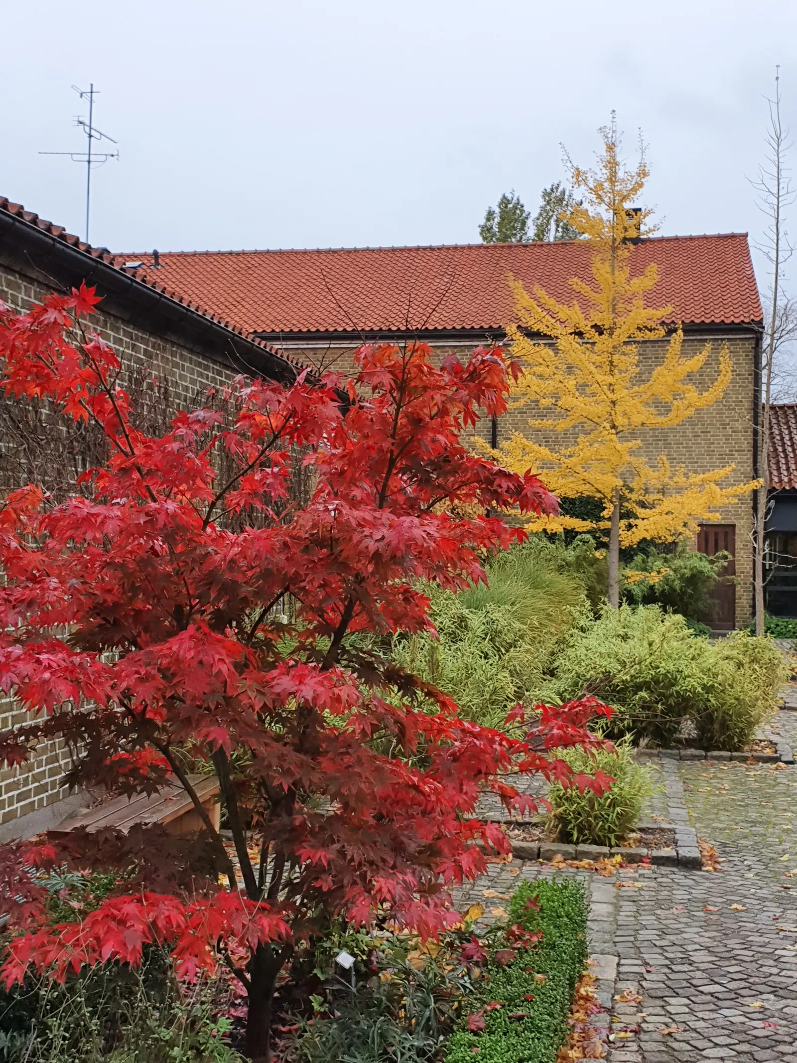 Osakazuki Japanese Maple (Acer Palmatum 'Osakazuki') — which transition to a spectacular crimson in autumn