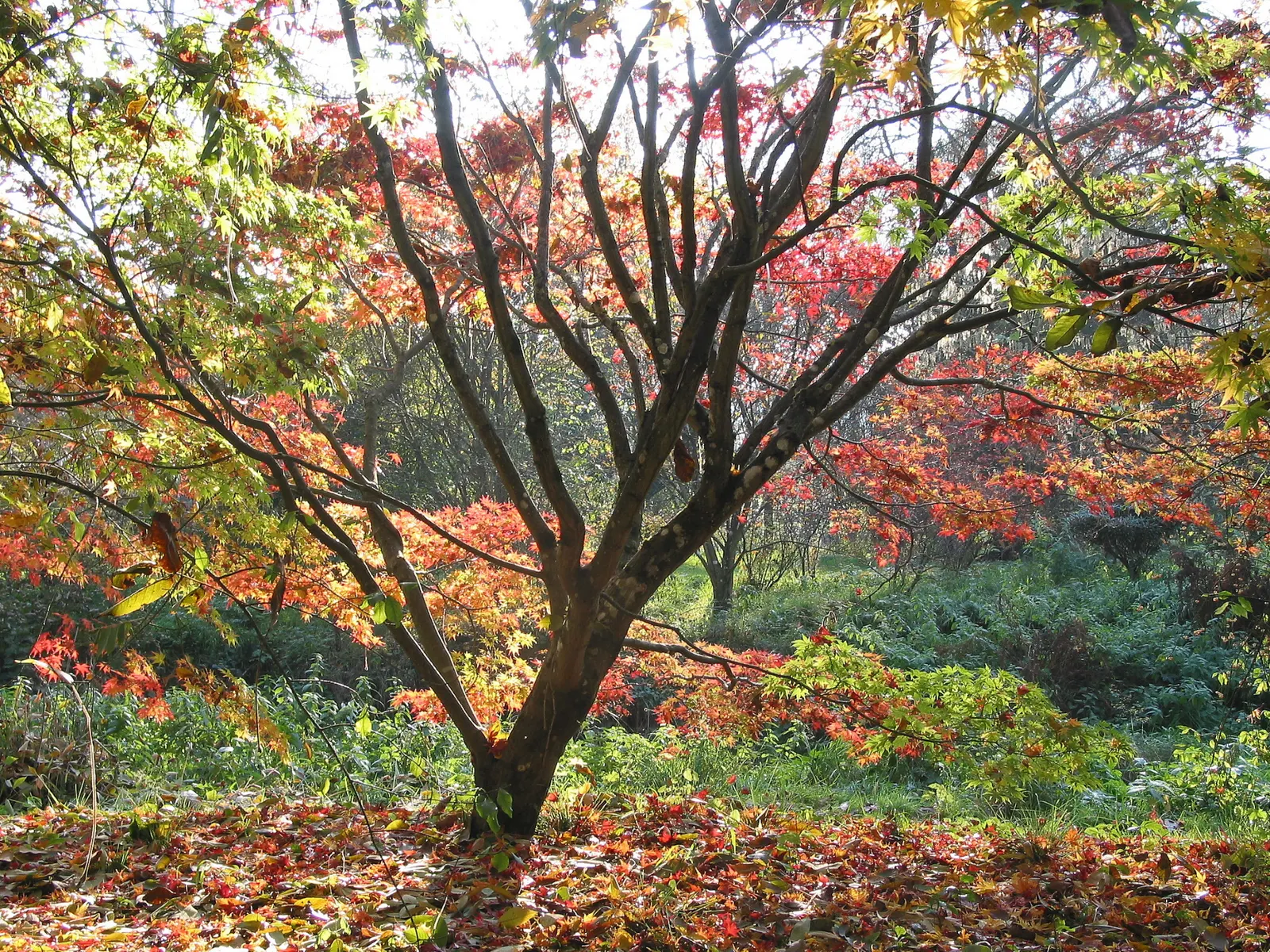 Osakazuki Japanese Maple (Acer Palmatum 'Osakazuki') — The foliage emerges a fresh green in spring and maintains this vibrant hue through summer