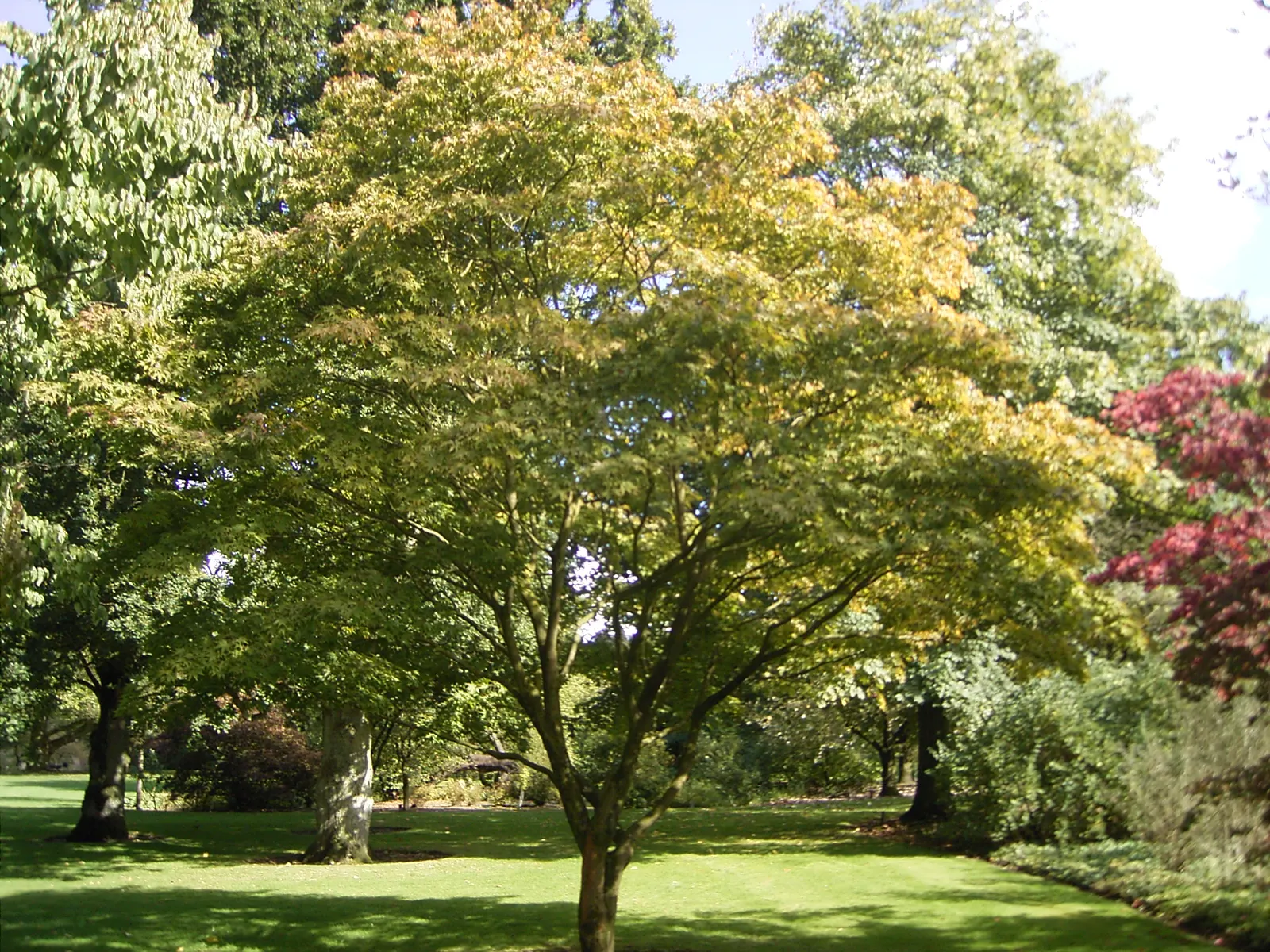 Osakazuki Japanese Maple (Acer Palmatum 'Osakazuki') — which transition to a spectacular crimson in autumn; the Acer palmatum 'Osakazuki' is a celebrated