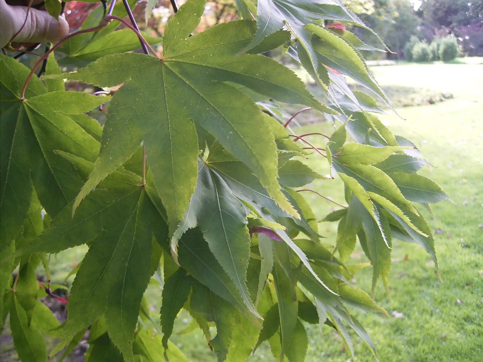 Osakazuki Japanese Maple (Acer Palmatum 'Osakazuki') — The Acer palmatum 'Osakazuki' is a celebrated Japanese Maple known for its vivid fall colors; reaching