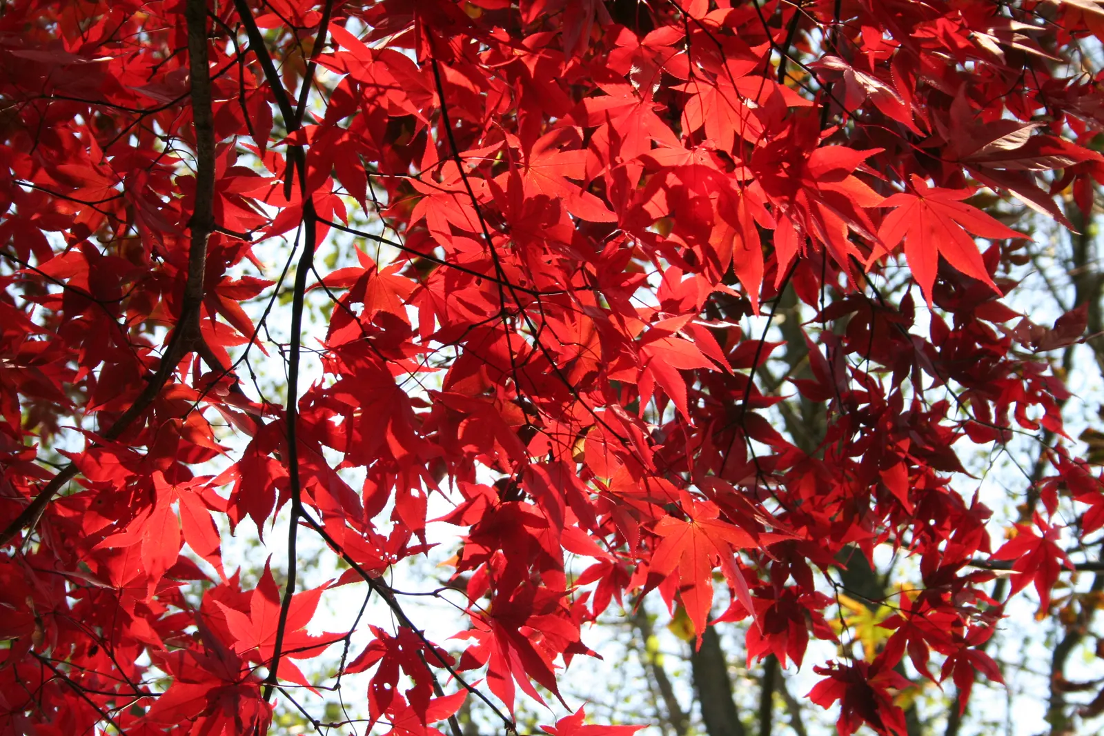 Osakazuki Japanese Maple (Acer Palmatum 'Osakazuki') — This deciduous tree showcases a broad canopy with seven-lobed leaves