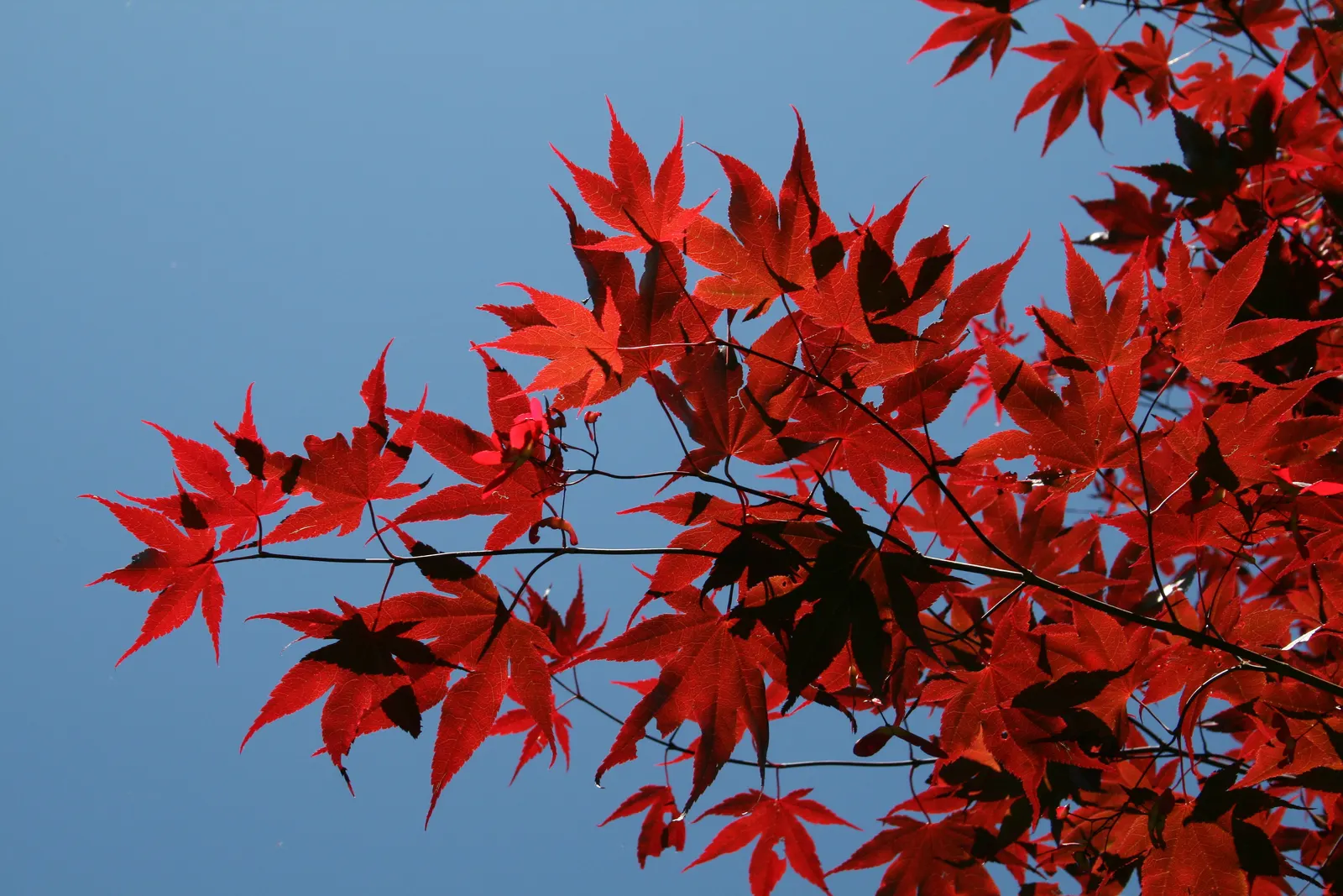 Osakazuki Japanese Maple (Acer Palmatum 'Osakazuki') — though it may take numerous years to reach its mature size