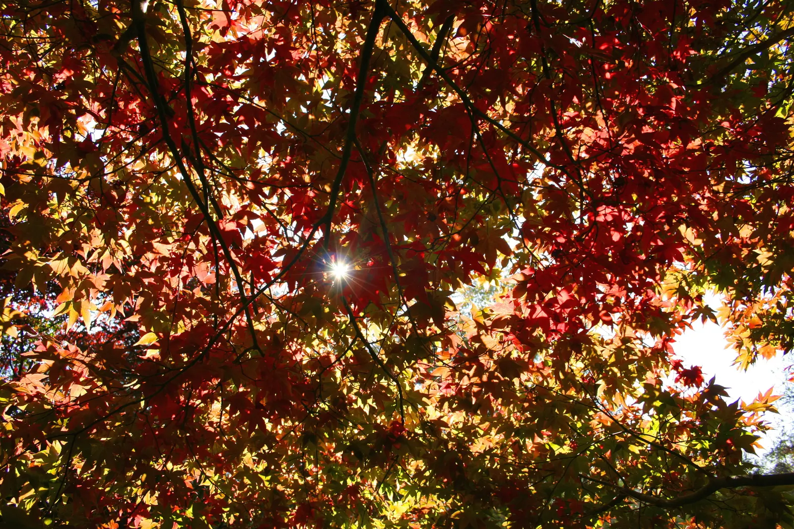 Osakazuki Japanese Maple (Acer Palmatum 'Osakazuki') — is a deciduous shrub renowned for its extraordinary fall color and graceful growth habit