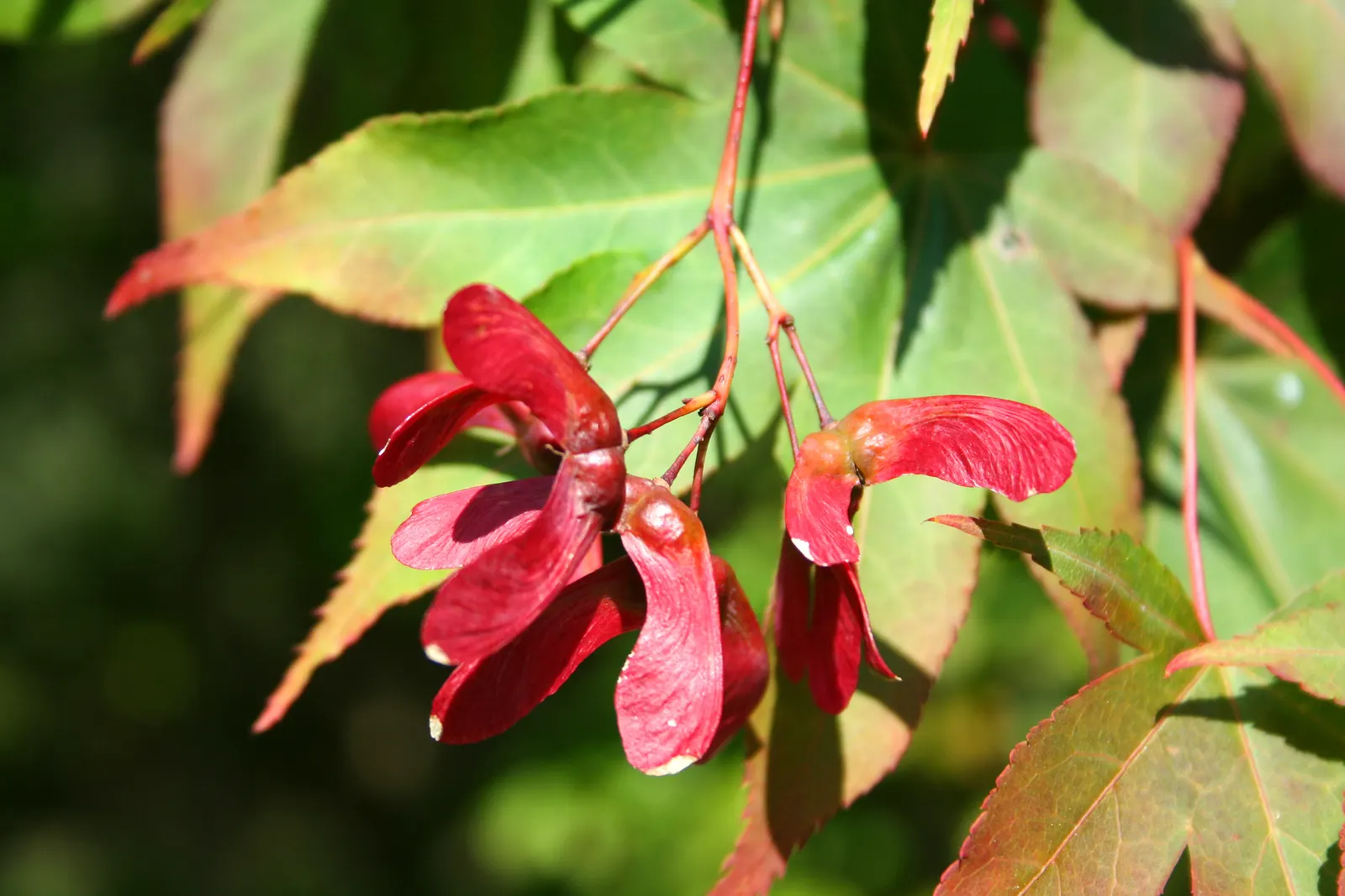 Osakazuki Japanese Maple (Acer Palmatum 'Osakazuki') — commonly referred to as Osakazuki Japanese Maple