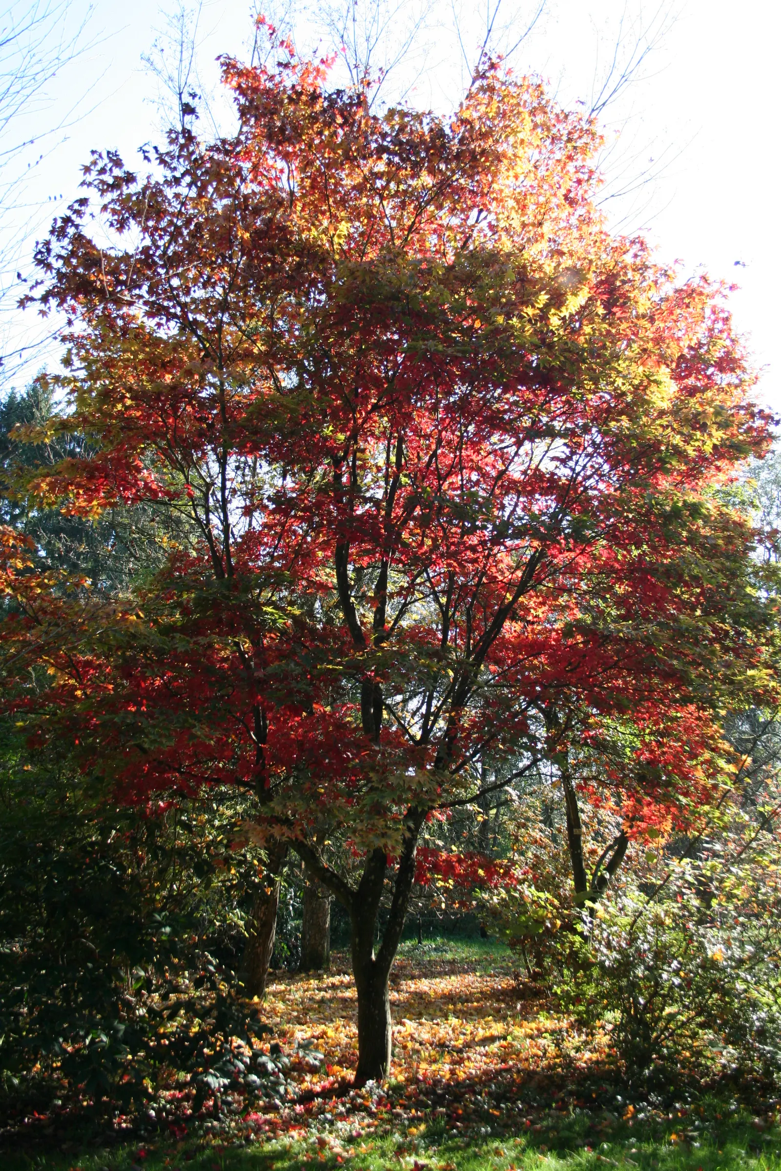 Osakazuki Japanese Maple (Acer Palmatum 'Osakazuki') — Reaching up to 20 feet in height and 15 feet wide