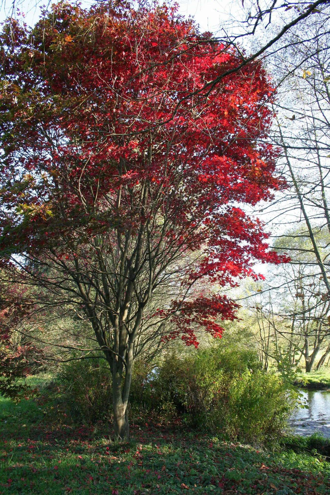 Osakazuki Japanese Maple (Acer Palmatum 'Osakazuki') — USDA Hardiness Zones: 5-8