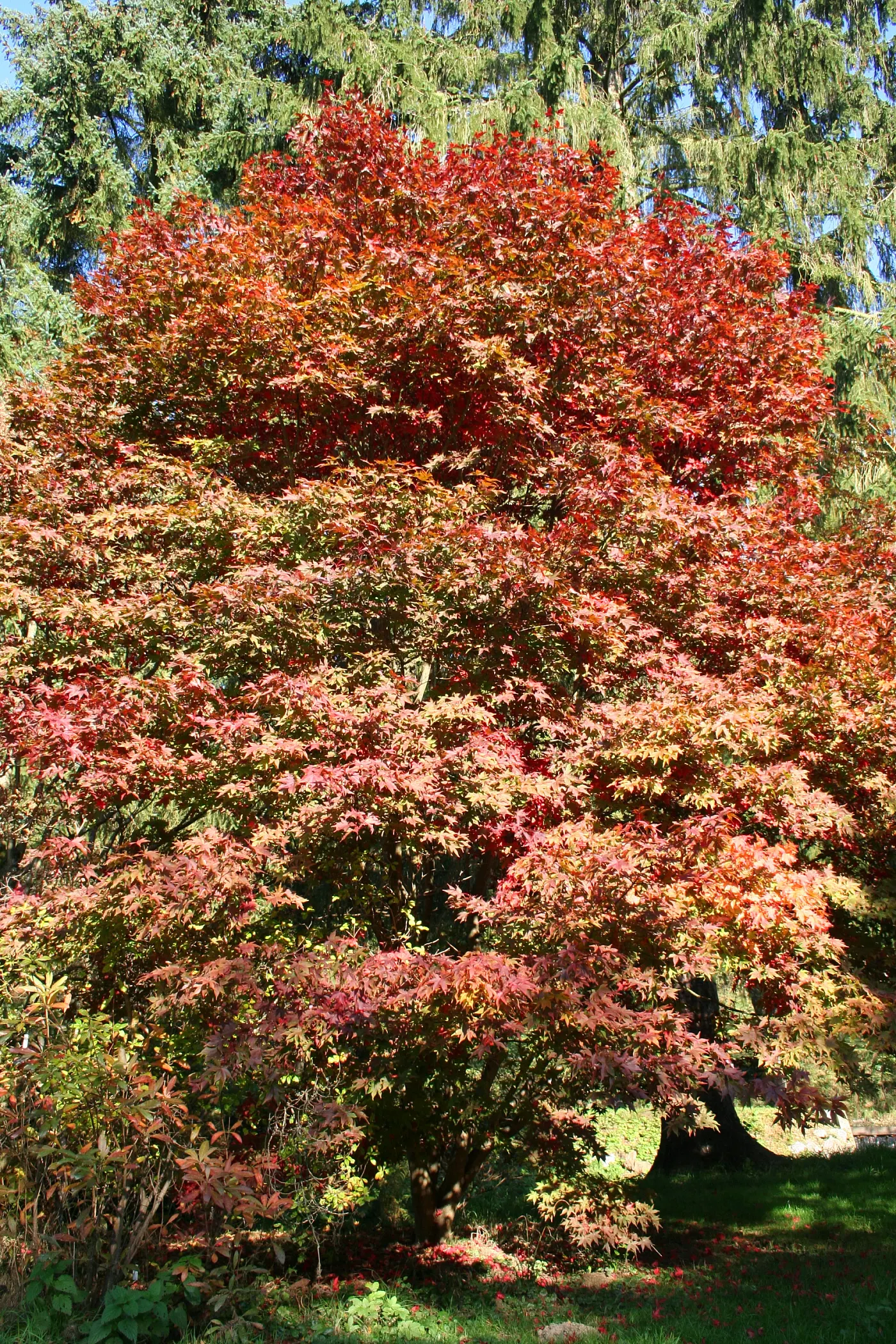 Osakazuki Japanese Maple (Acer Palmatum 'Osakazuki') — with a classic palmate shape featuring 5 to 7 deeply incised lobes