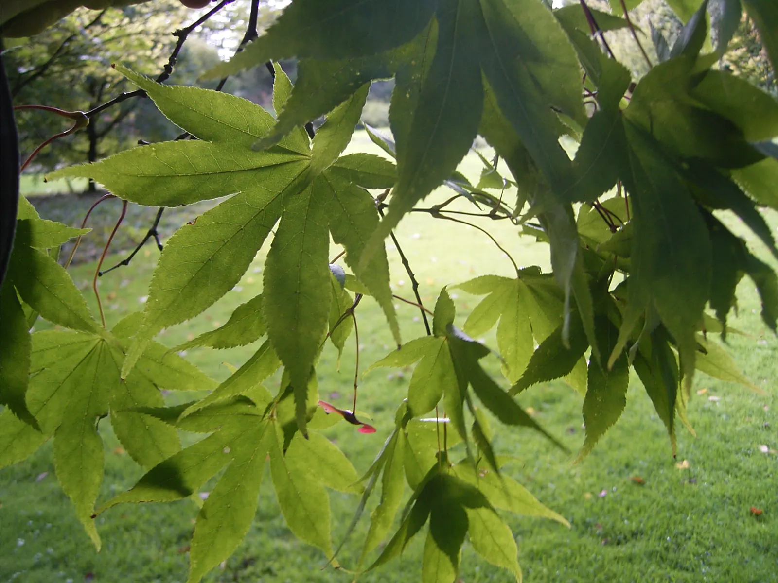Osakazuki Japanese Maple (Acer Palmatum 'Osakazuki') — providing ongoing interest and beauty for any onlooker