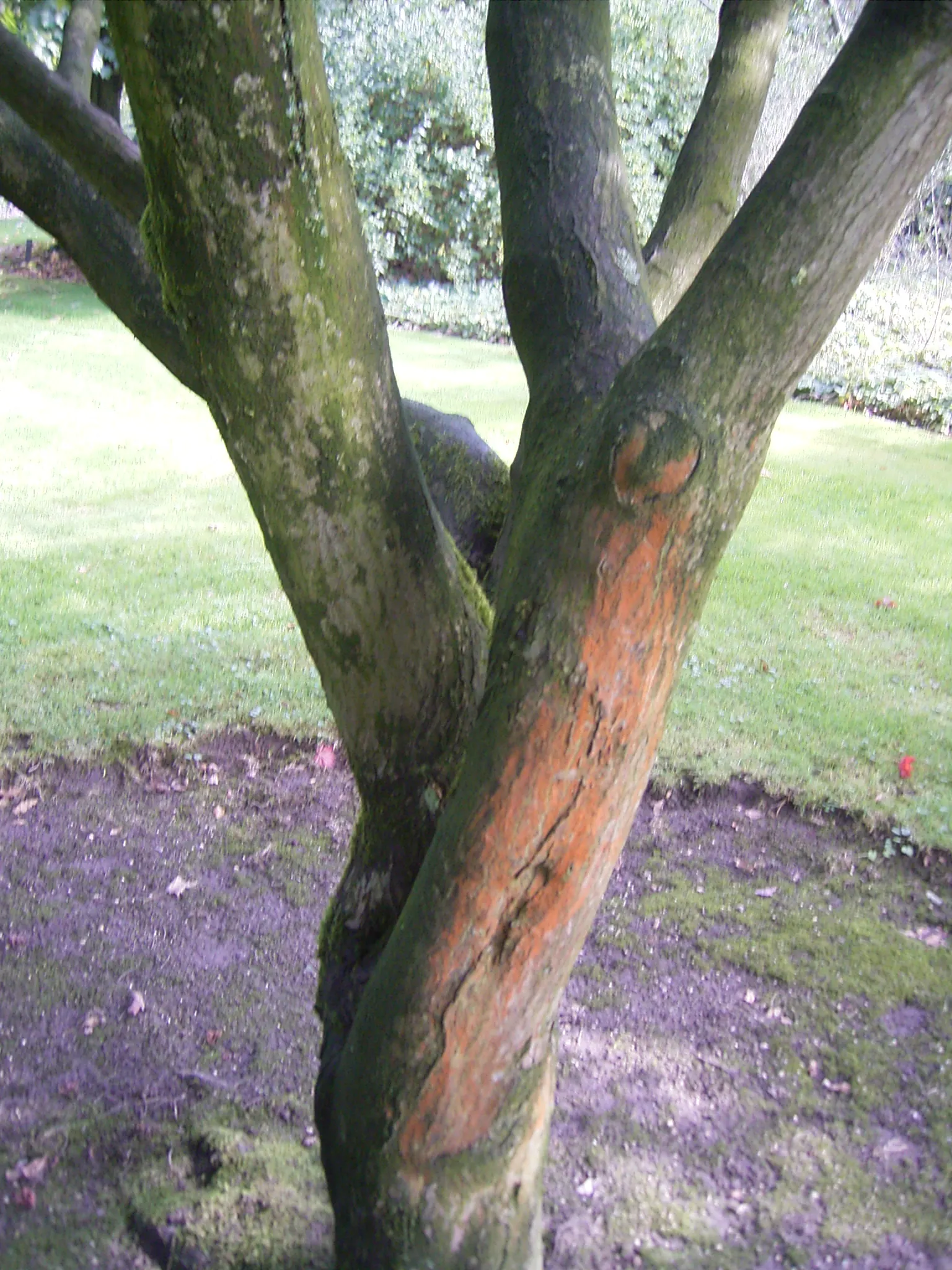 Osakazuki Japanese Maple (Acer Palmatum 'Osakazuki') — This deciduous tree showcases a broad canopy with seven-lobed leaves; with a classic palmate shape