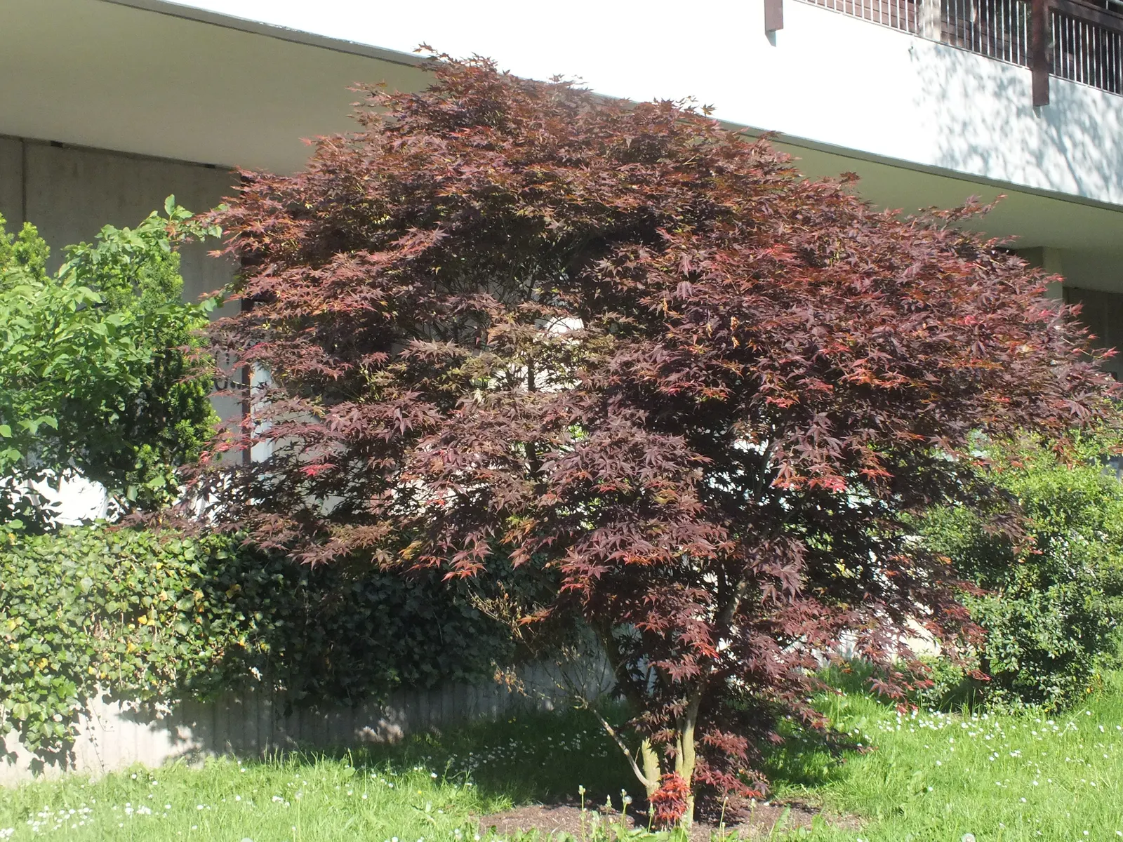 Osakazuki Japanese Maple (Acer Palmatum 'Osakazuki') — However, it will tolerate a certain amount of morning sunlight quite well