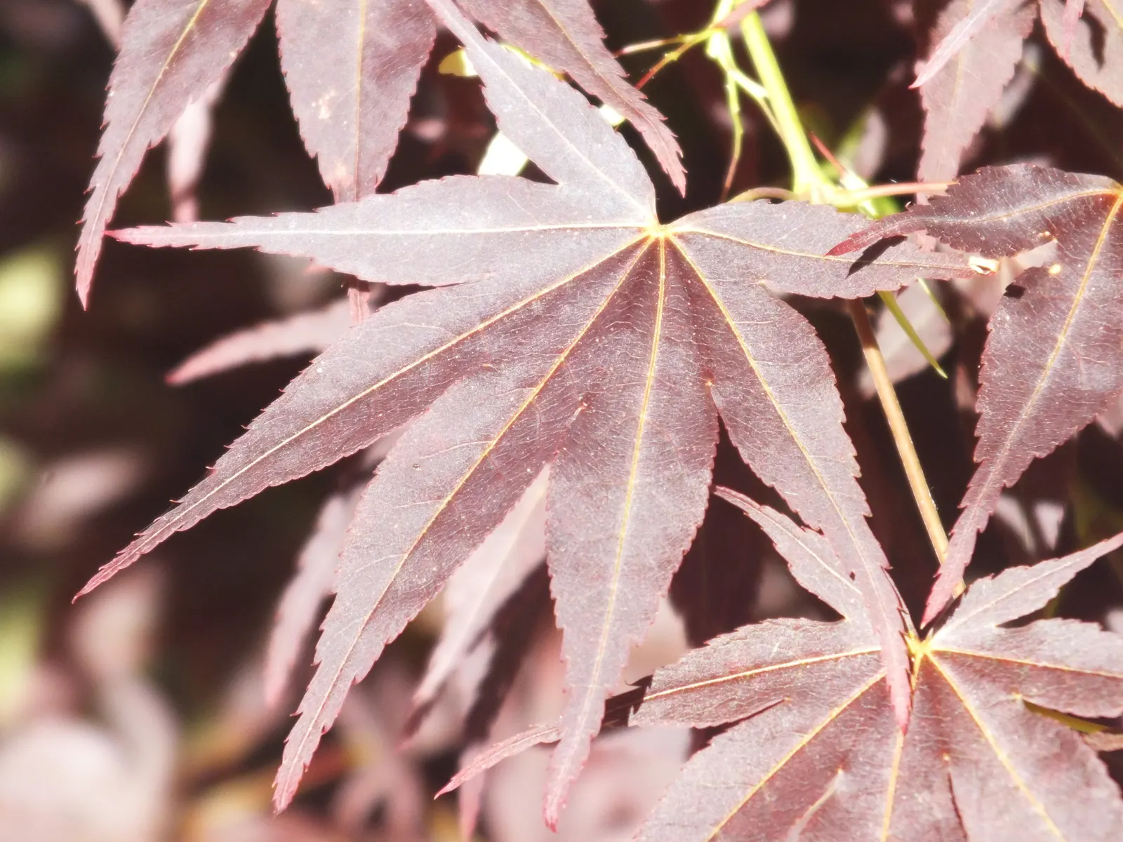 Osakazuki Japanese Maple (Acer Palmatum 'Osakazuki') — it thrives in part-shade to full sun with moist; acer palmatum 'Osakazuki' is hardy to USDA Zone 5 and