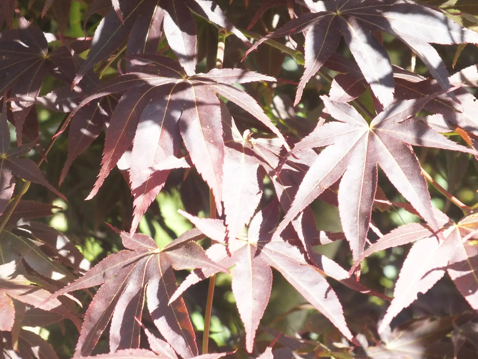 Osakazuki Japanese Maple (Acer Palmatum 'Osakazuki') — Ideal for focal points in gardens, it offers year-round interest with minimal maintenance; it thrives in