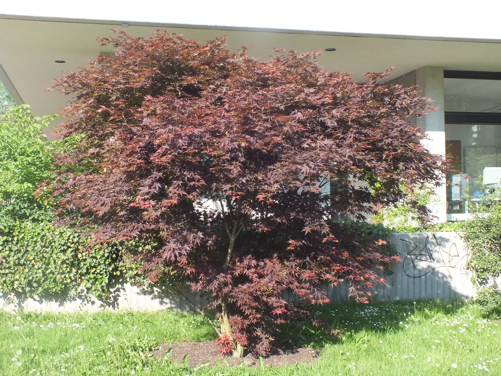 Osakazuki Japanese Maple (Acer Palmatum 'Osakazuki') — 'Osakazuki' makes an elegant contribution to both traditional Japanese gardens and contemporary settings