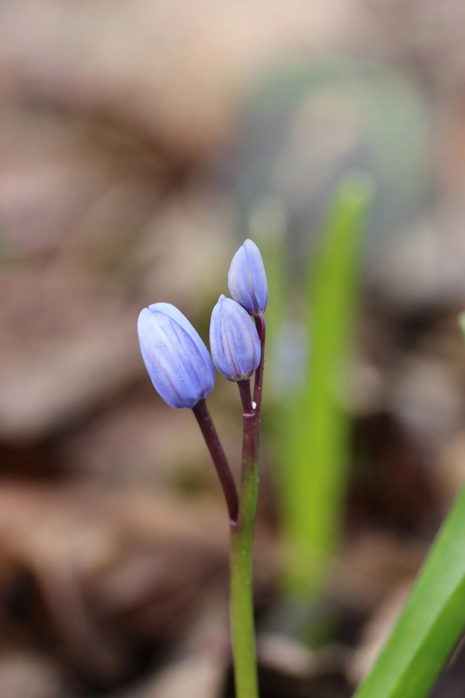 Giant Squill (Scilla Bifolia) — is an enchanting early spring perennial that adds a touch of sapphire to your landscape design
