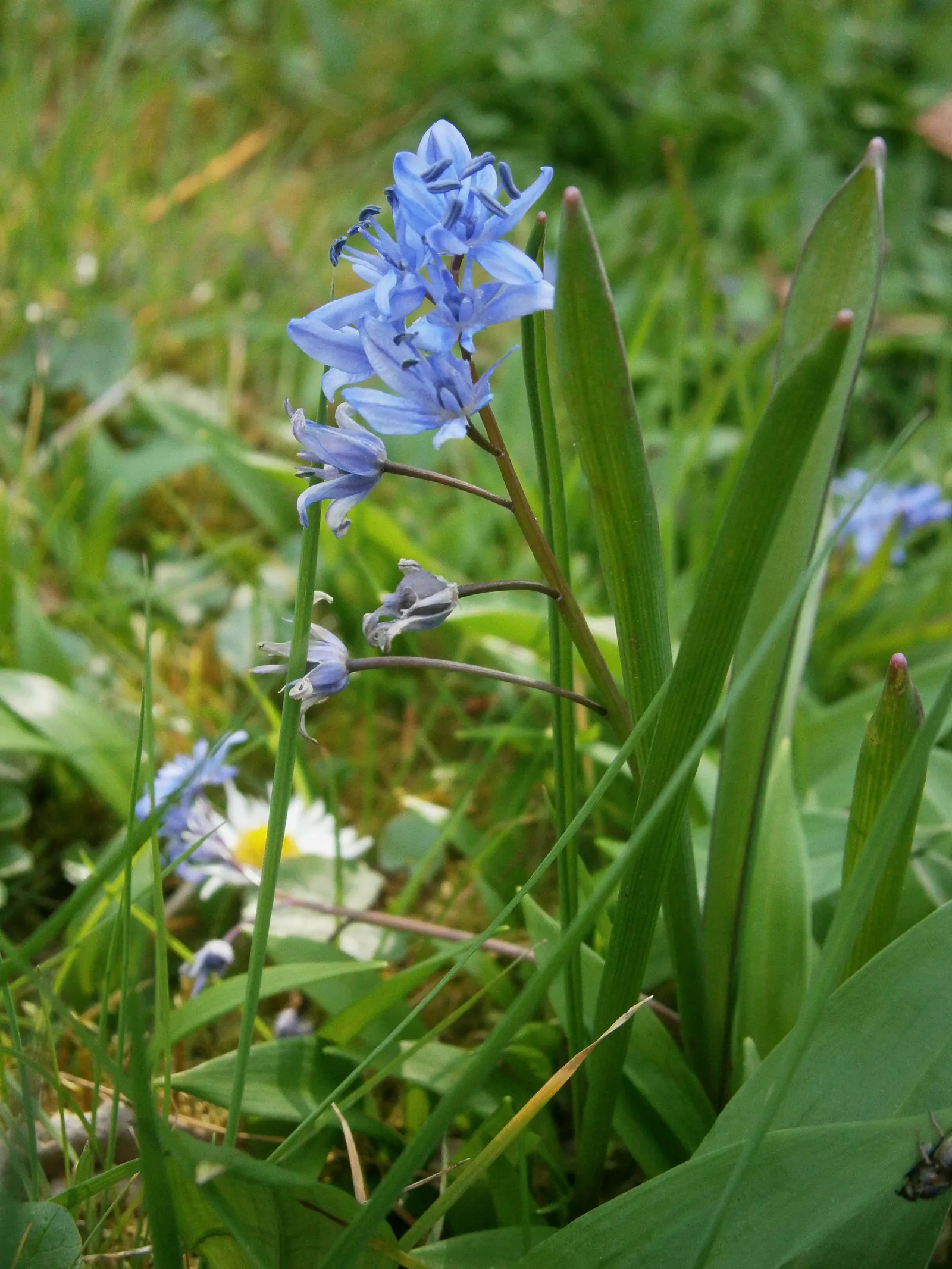 Giant Squill (Scilla Bifolia) — Each bulb produces narrow; typically 4 to 8 inches long and about 1 inch wide