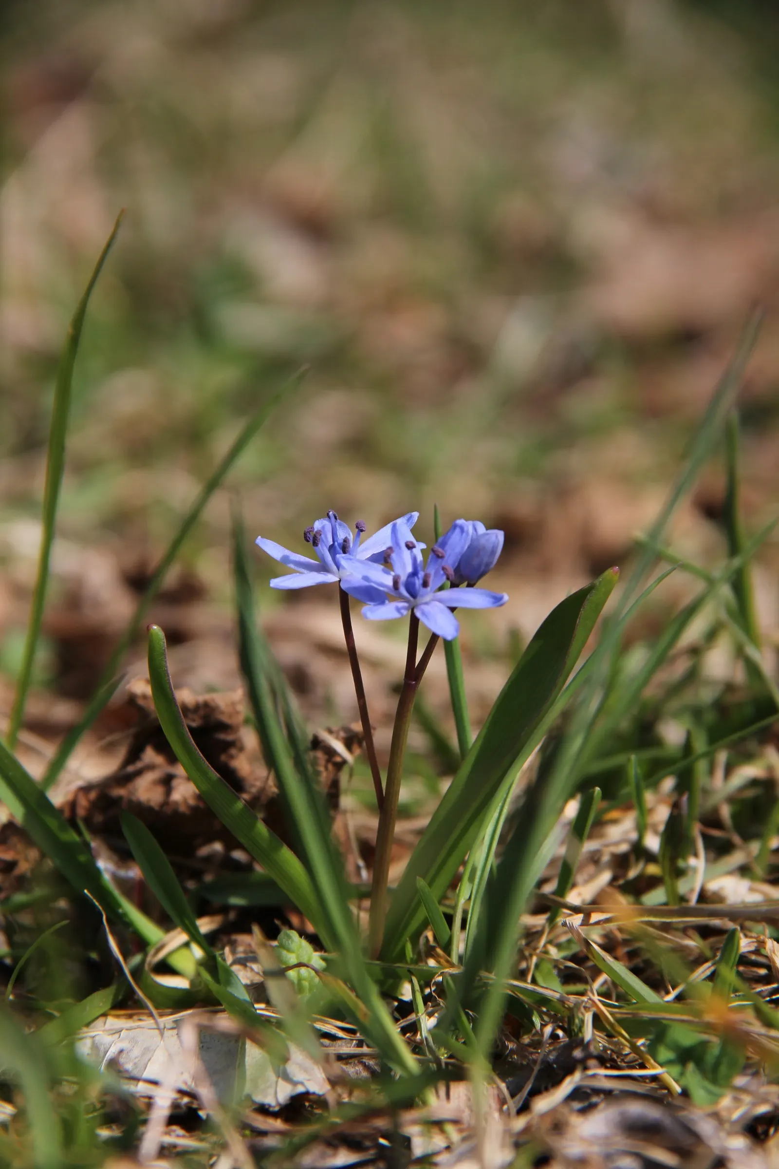 Giant Squill (Scilla Bifolia) — Ideal for naturalizing in woodland gardens; bulb for full or half, image 54