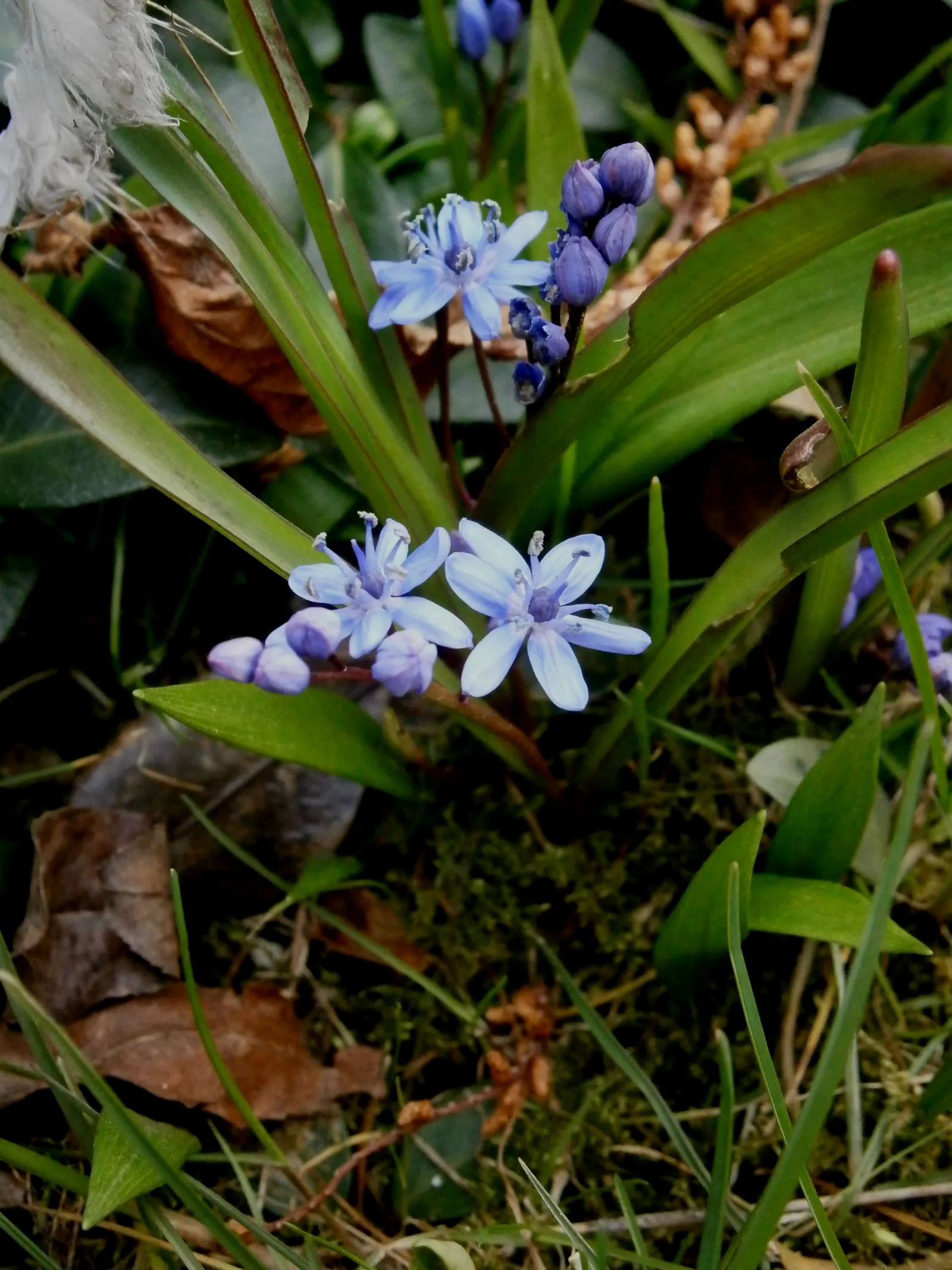 Giant Squill (Scilla Bifolia) — The Giant Scilla (Scilla bifolia), also known as the Alpine Squill, is a charming early-spring bloomer; ideal for, image 101