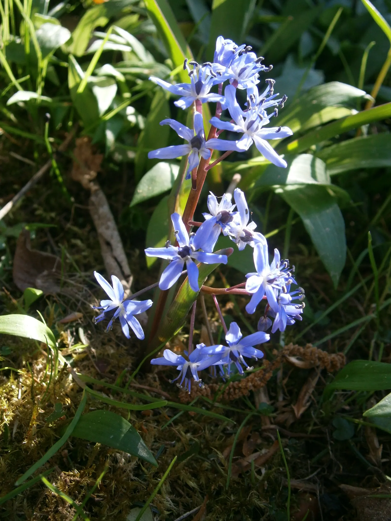Giant Squill (Scilla Bifolia) — Hardy in USDA zones 3 through 8; it benefits from dappled sunlight or light afternoon shade, image 92