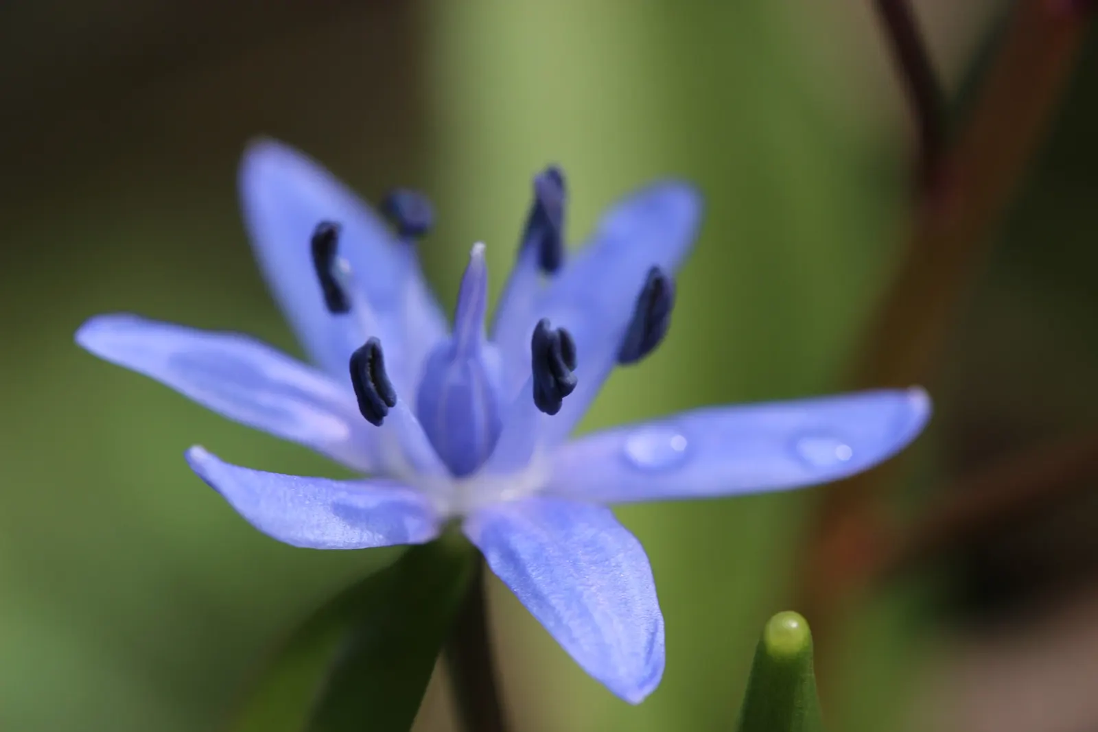 Giant Squill (Scilla Bifolia) — The blossoms make their appearance in late winter to early spring; is an enchanting early spring perennial that, image 62