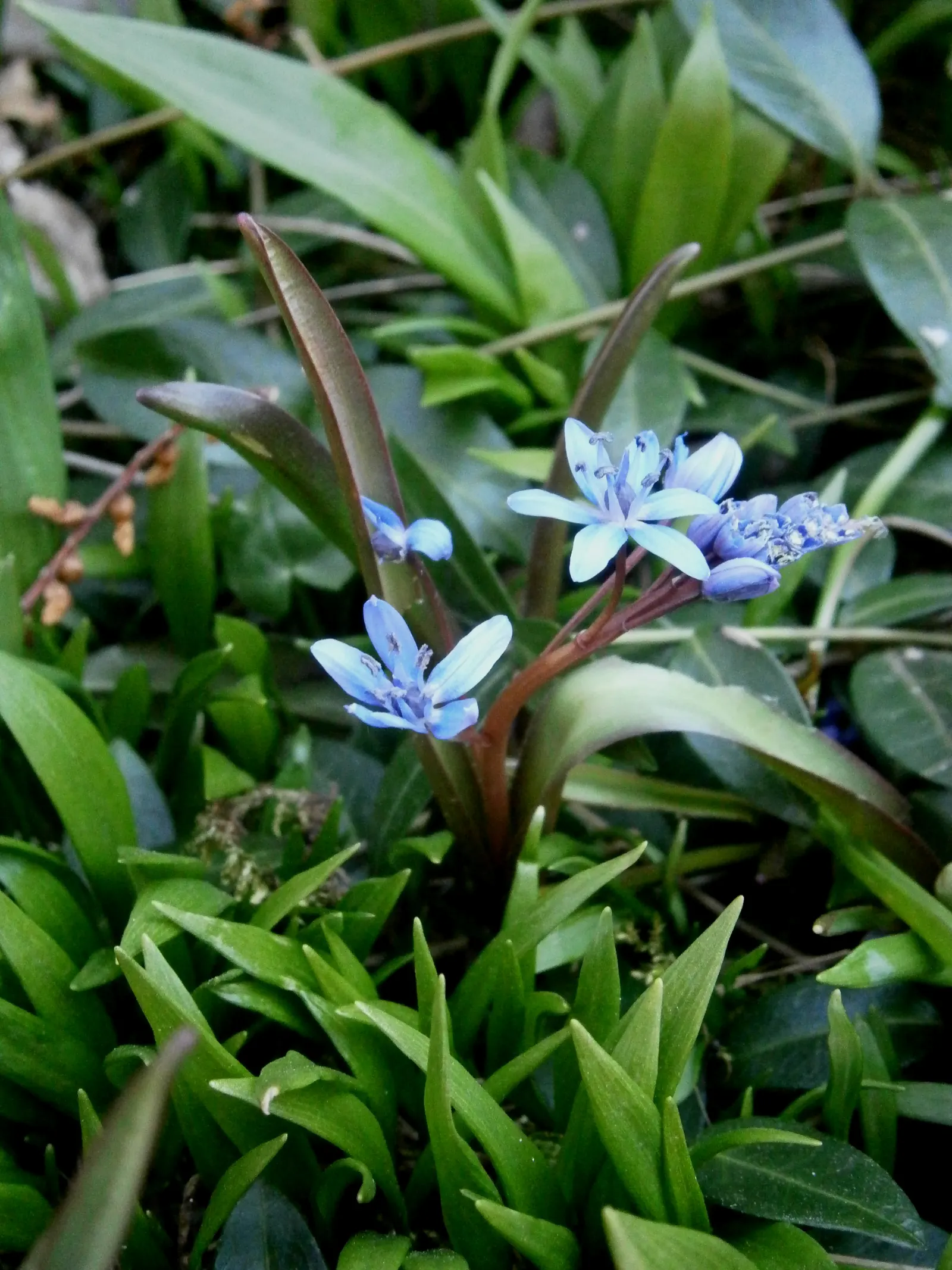 Giant Squill (Scilla Bifolia) — the Giant Scilla prefers well-drained soil rich in organic matter; making it an excellent selection for rock gardens, image 64