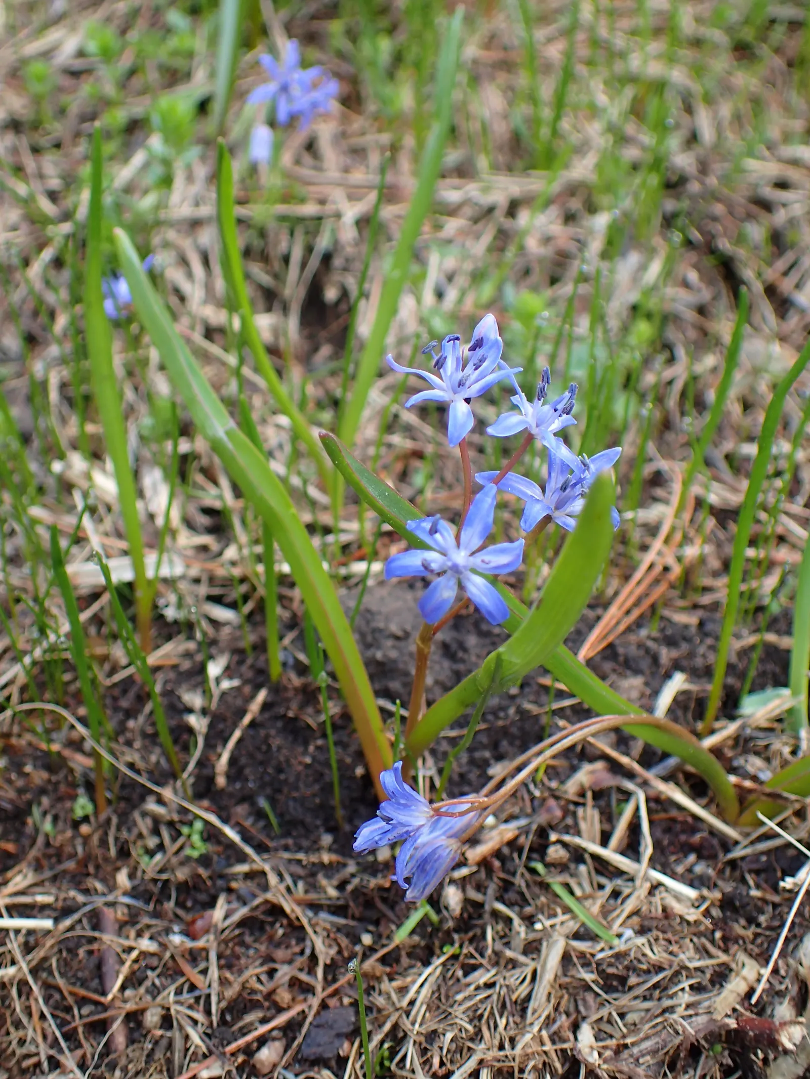 Giant Squill (Scilla Bifolia) — bulb with blue blooms; it thrives in full sun to partial shade, image 74