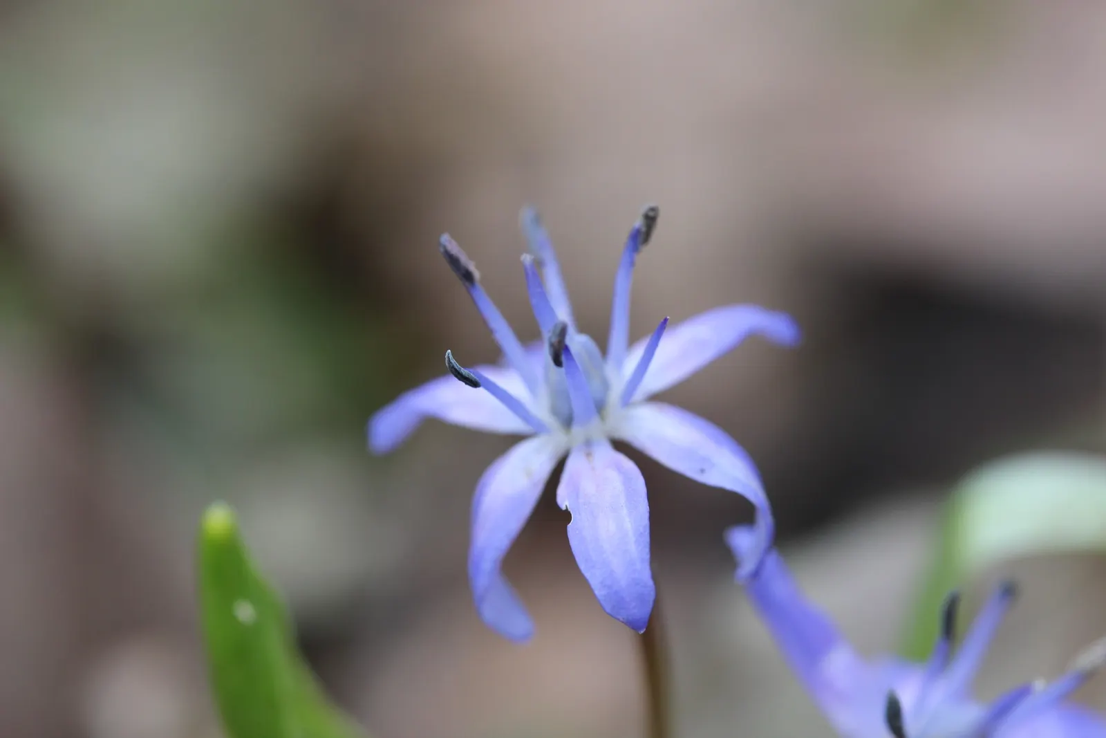 Giant Squill (Scilla Bifolia) — Its diminutive size requires little space