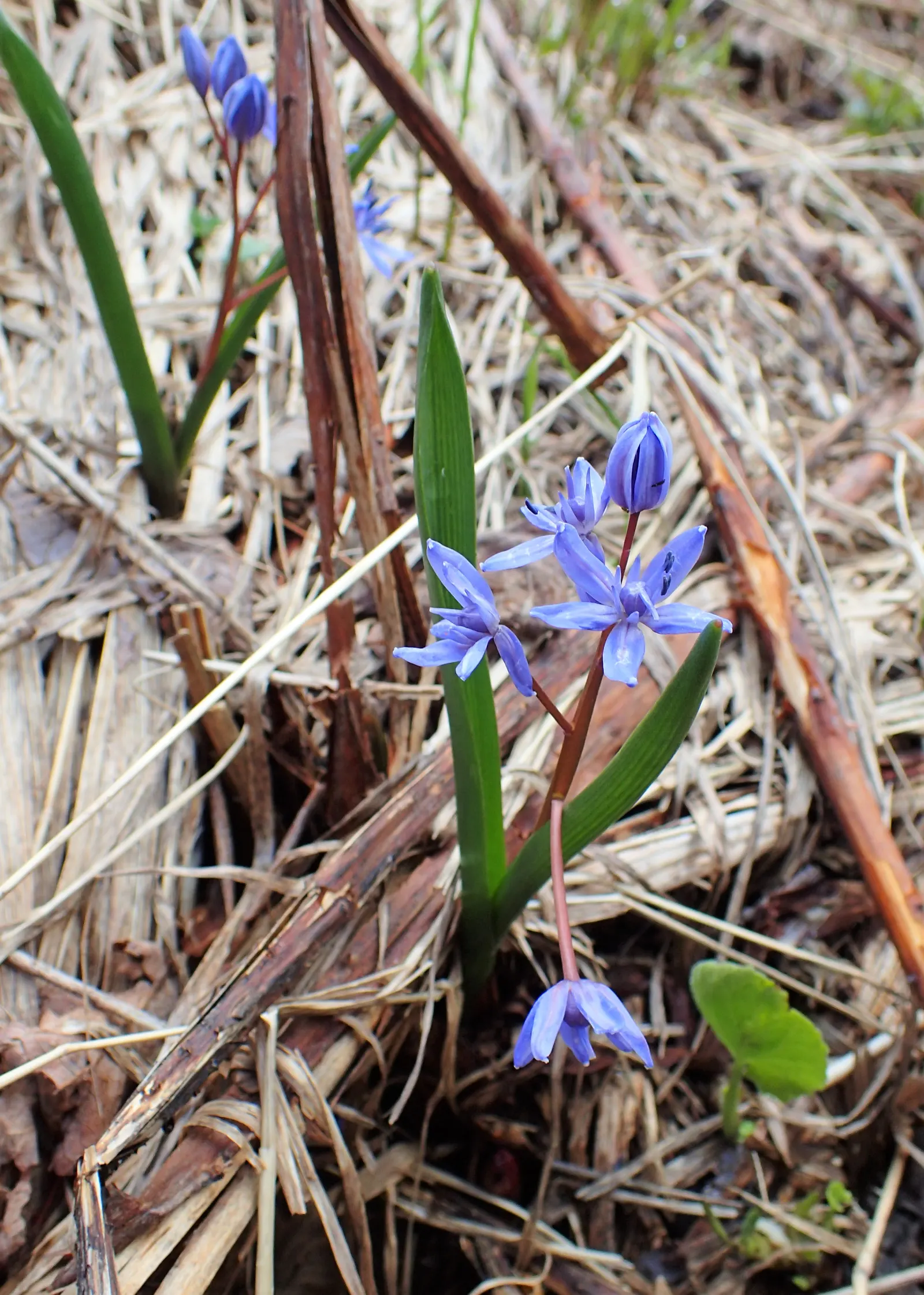 Giant Squill (Scilla Bifolia) — It pairs well with other spring-flowering bulbs and perennials; its diminutive size requires little space, image 71