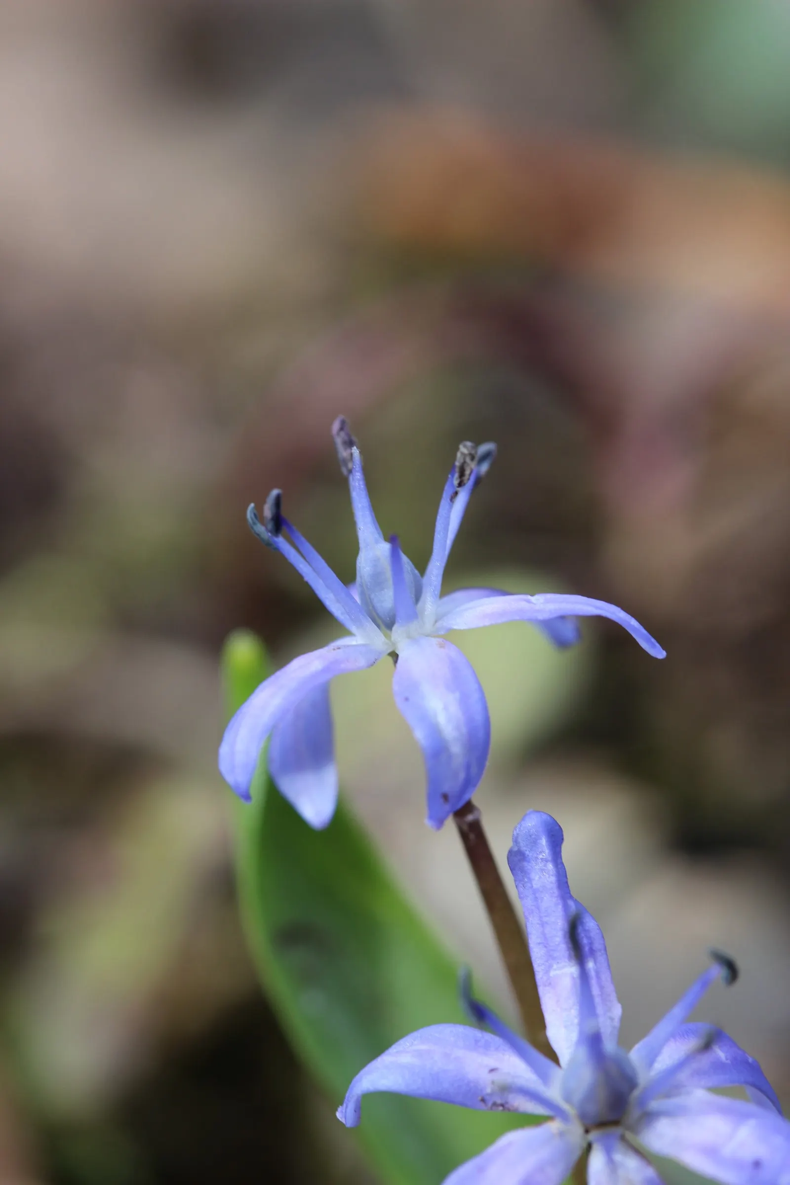 Giant Squill (Scilla Bifolia) — bulb with blue blooms; it thrives in full sun to partial shade, image 99