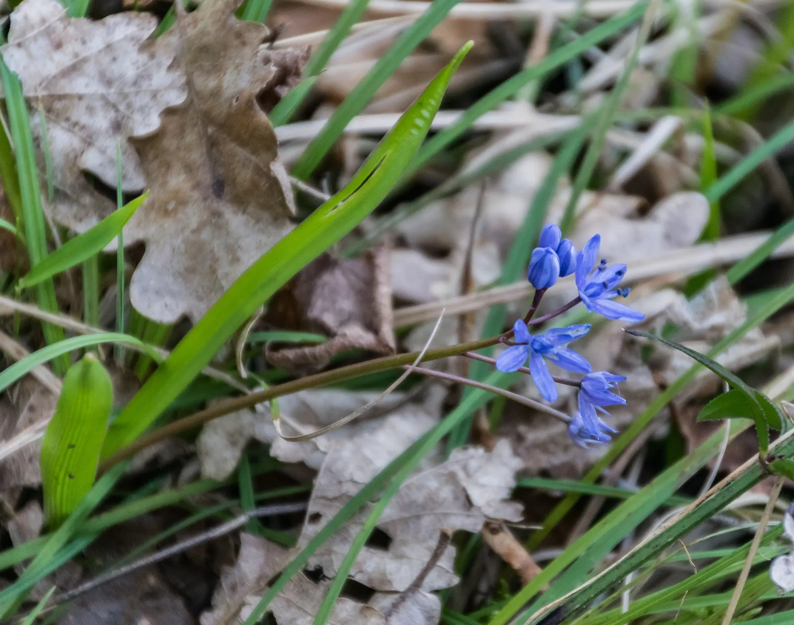 Giant Squill (Scilla Bifolia) — it creates a striking underplanting beneath deciduous trees and adds vibrant hues to rockeries and borders; known, image 55