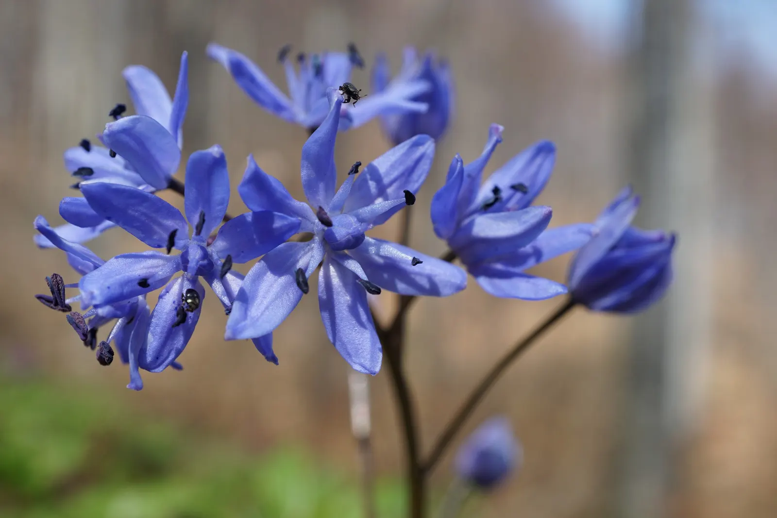 Giant Squill (Scilla Bifolia) — Ideal for naturalizing in woodland gardens; bulb for full or half, image 104
