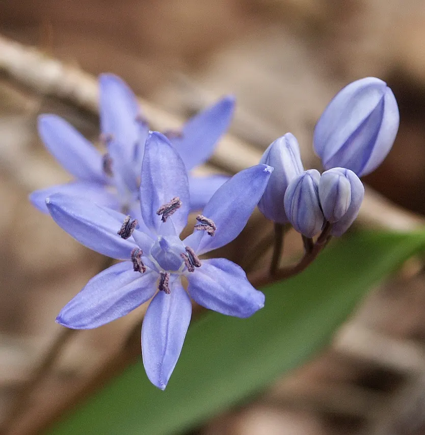 Giant Squill (Scilla Bifolia) — with each individual flower measuring approximately 0.5 to 1 inch across; bulb with blue blooms, image 86