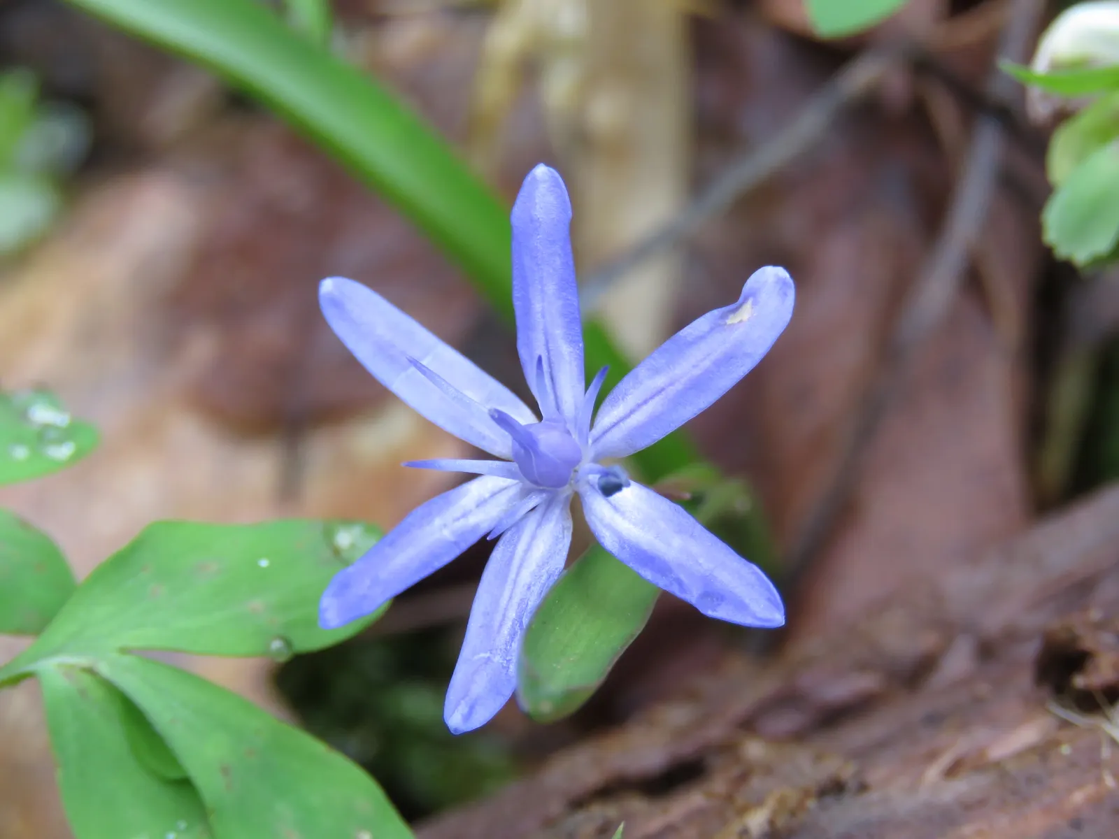 Giant Squill (Scilla Bifolia) — Known for its star-shaped blooms; it pairs well with other spring-flowering bulbs and perennials, image 82
