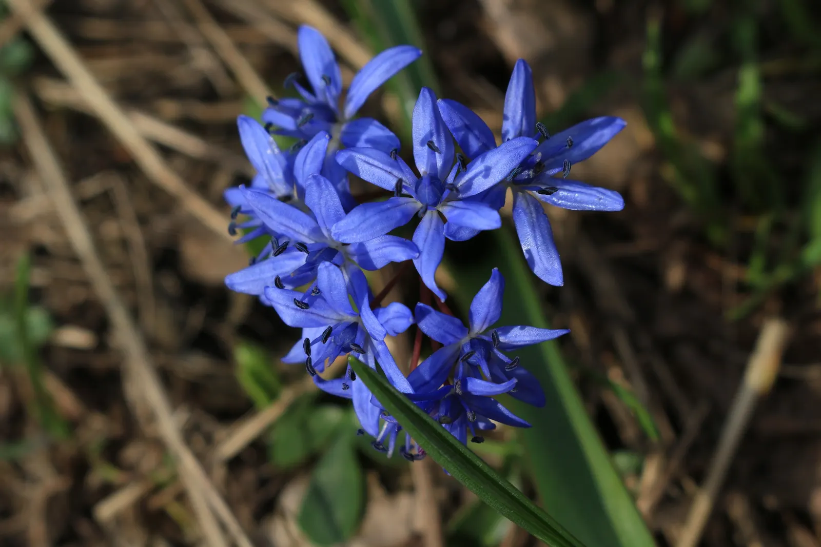 Giant Squill (Scilla Bifolia) — It thrives in full sun to partial shade; each bulb sprouts multiple star-shaped, blue-violet flowers atop 4 to, image 65