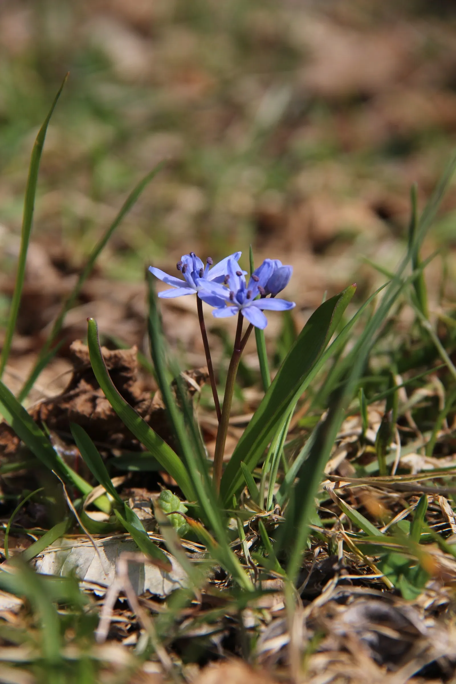 Giant Squill (Scilla Bifolia) — offering an early nectar source for pollinators such as bees.<br><br>For optimal growth, image 38