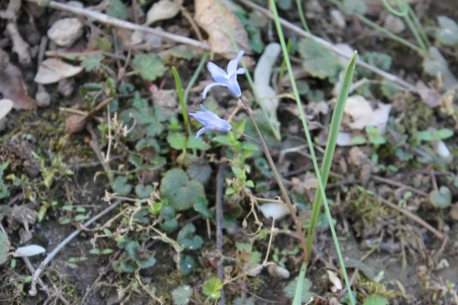 Giant Squill (Scilla Bifolia) — including woodlands and meadows.<br><br>This petite plant reaches only about 3 to 6 inches in height; this, image 58