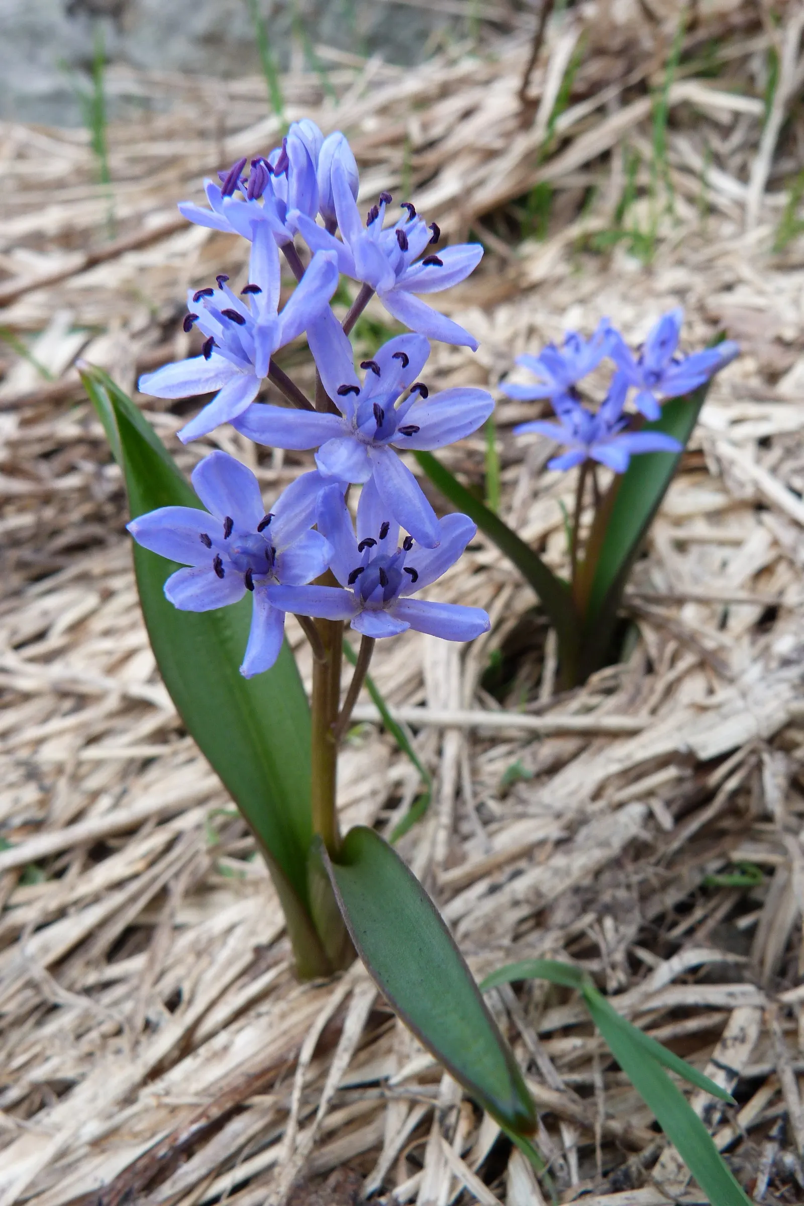 Giant Squill (Scilla Bifolia) — it creates a striking underplanting beneath deciduous trees and adds vibrant hues to rockeries and borders; known for its