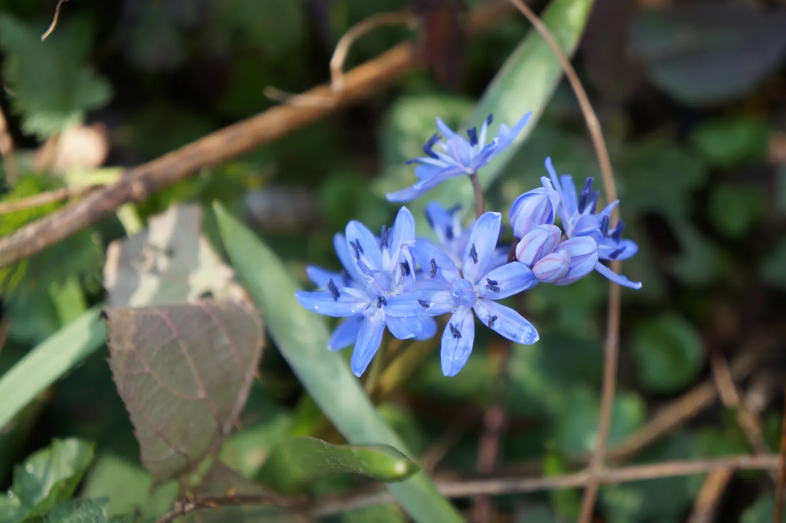 Giant Squill (Scilla Bifolia) — The blossoms make their appearance in late winter to early spring