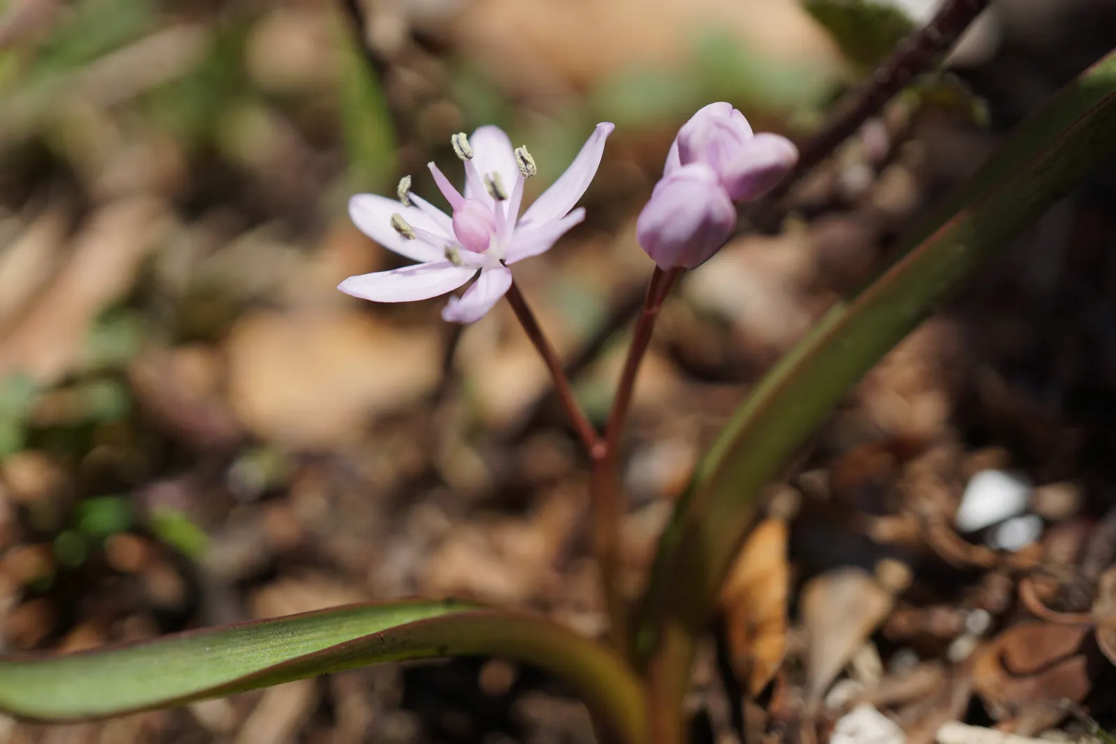 Giant Squill (Scilla Bifolia) — with each individual flower measuring approximately 0.5 to 1 inch across; bulb with blue blooms