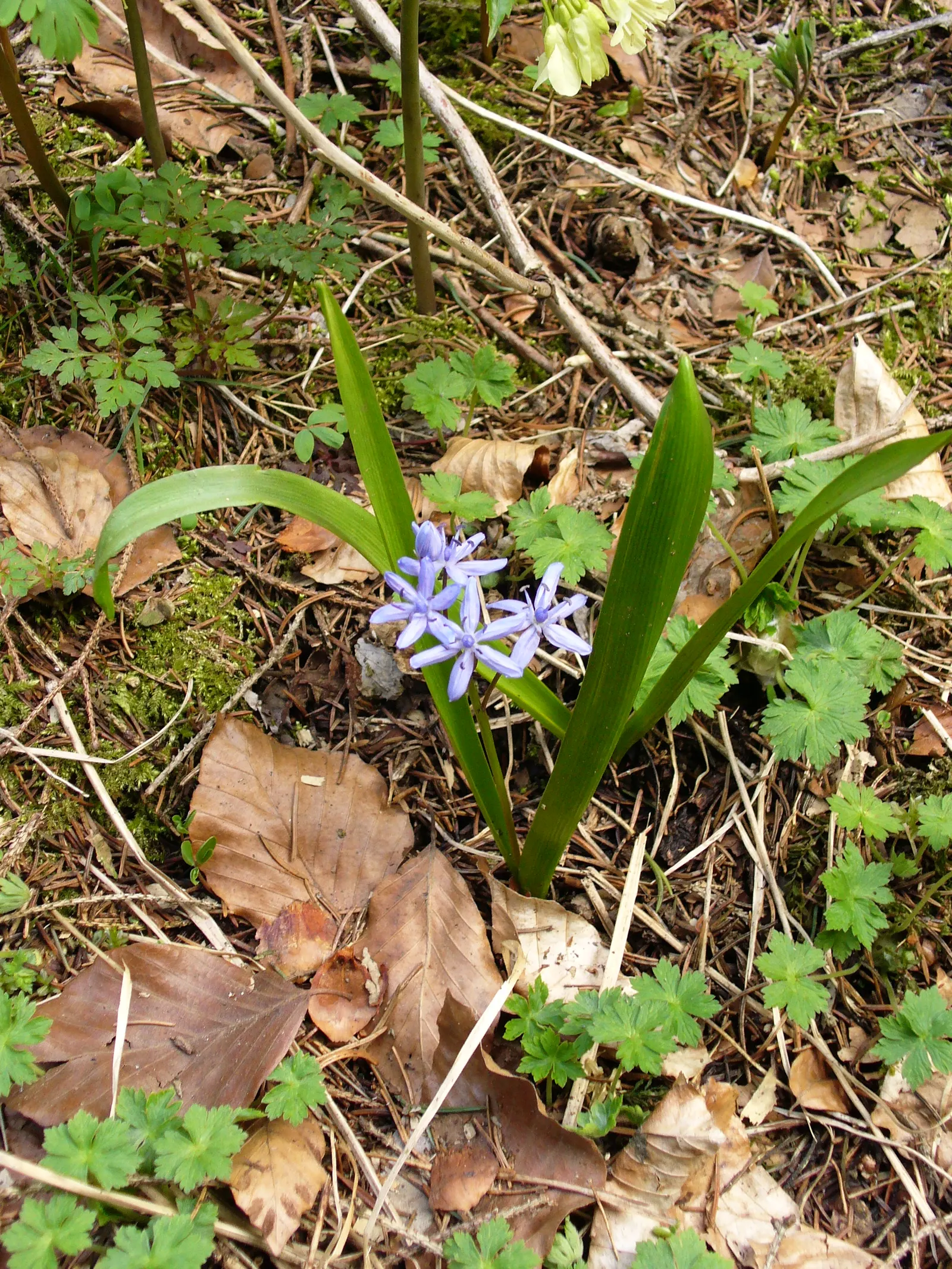 Giant Squill (Scilla Bifolia) — Each bulb sprouts multiple star-shaped, blue-violet flowers atop 4 to 6-inch stalks; with each individual flower measuring