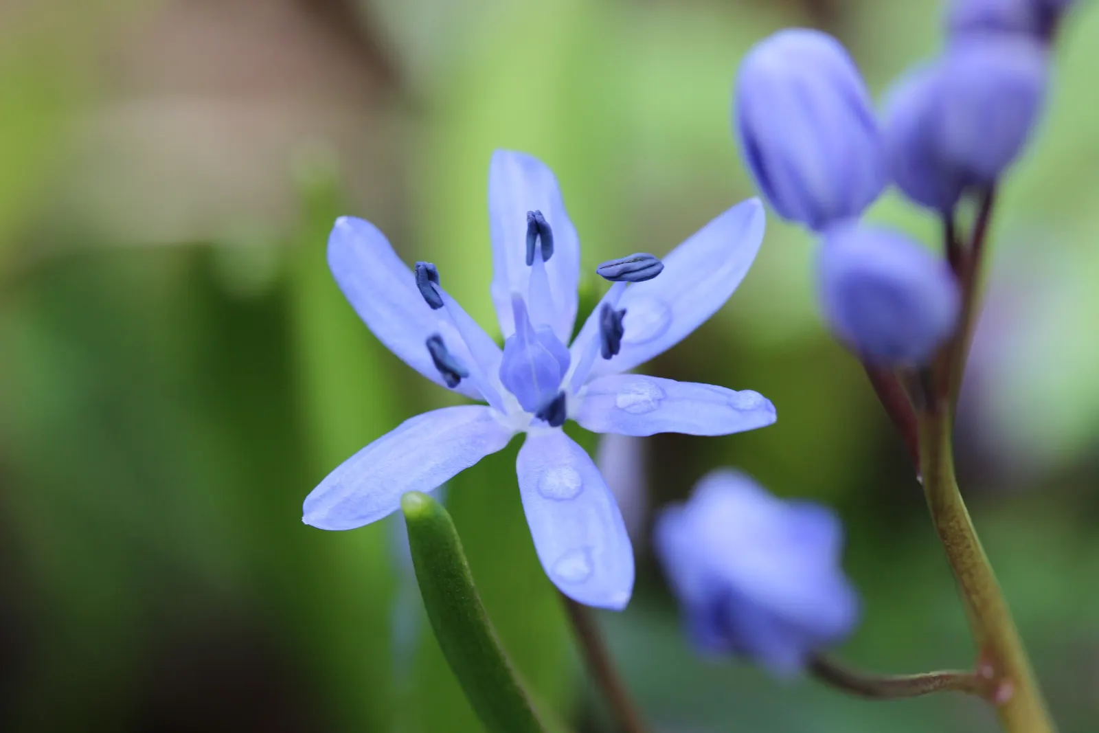 Giant Squill (Scilla Bifolia) — making it an excellent selection for rock gardens; the blossoms make their appearance in late winter to early spring, image 70