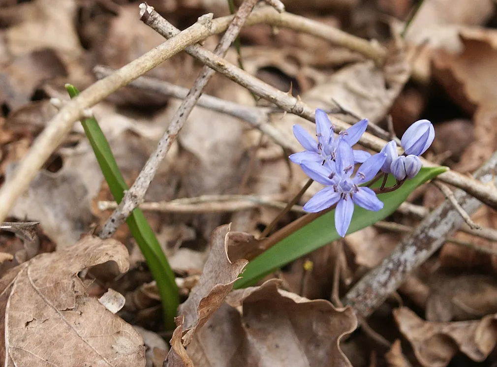 Giant Squill (Scilla Bifolia) — Hardy in USDA zones 3 through 8