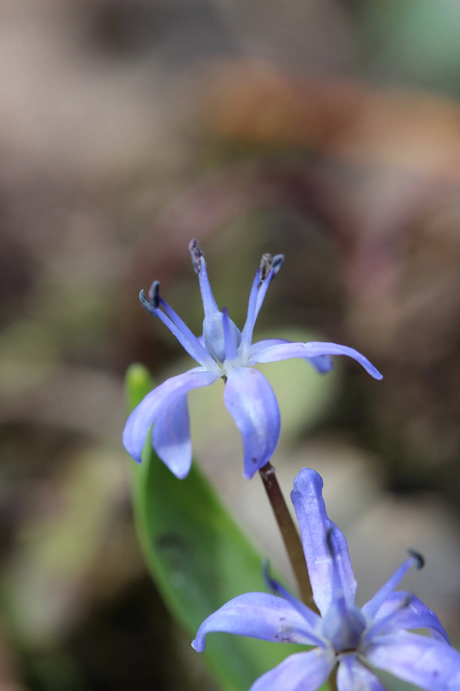 Giant Squill (Scilla Bifolia) — creating a tapestry of color and texture that will captivate your clients from the very first thaw; the Giant, image 97