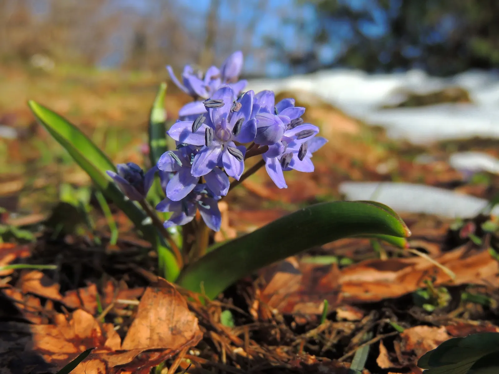 Giant Squill (Scilla Bifolia) — blue flowers in the garden; including woodlands and meadows.<br><br>This petite plant reaches only about 3 to 6, image 73