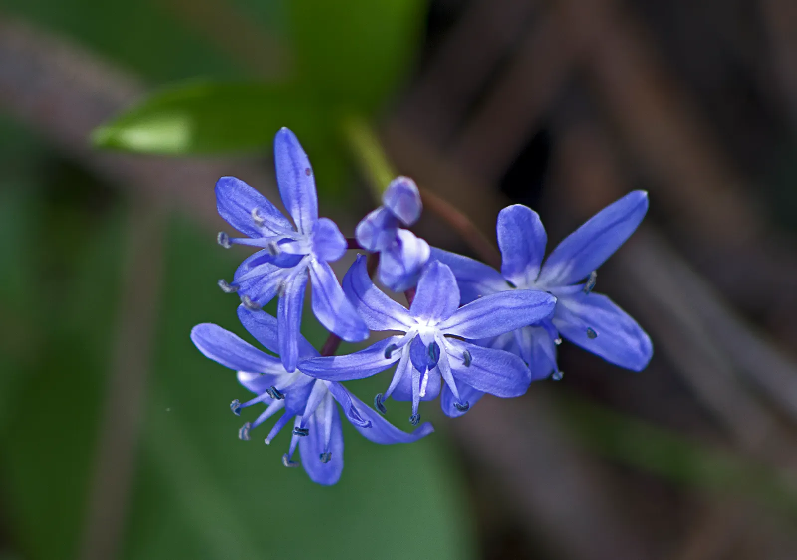 Giant Squill (Scilla Bifolia) — creating a tapestry of color and texture that will captivate your clients from the very first thaw; the Giant Scilla (Scilla