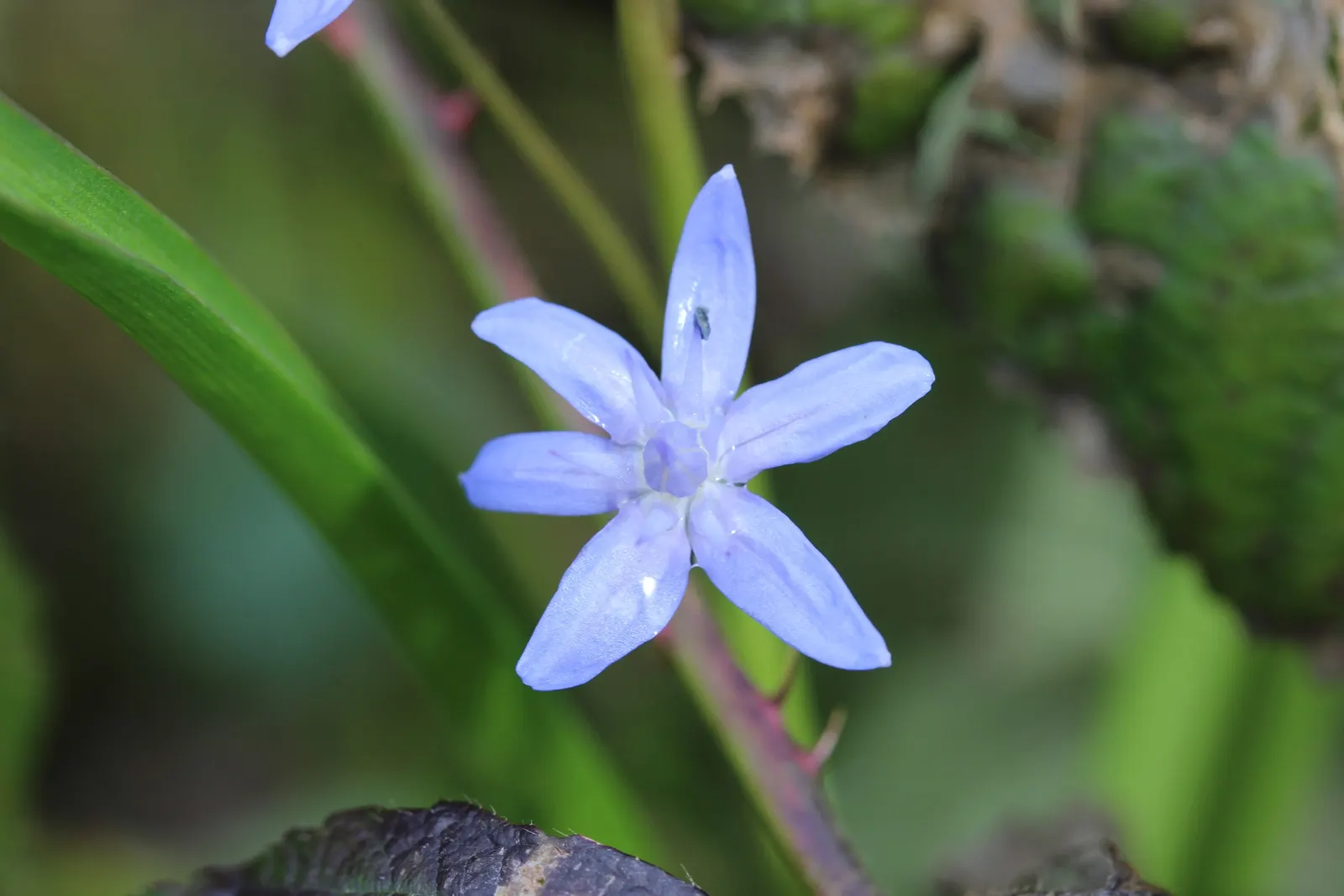 Giant Squill (Scilla Bifolia) — typically 4 to 8 inches long and about 1 inch wide; hardy in USDA zones 3 through 8, image 85